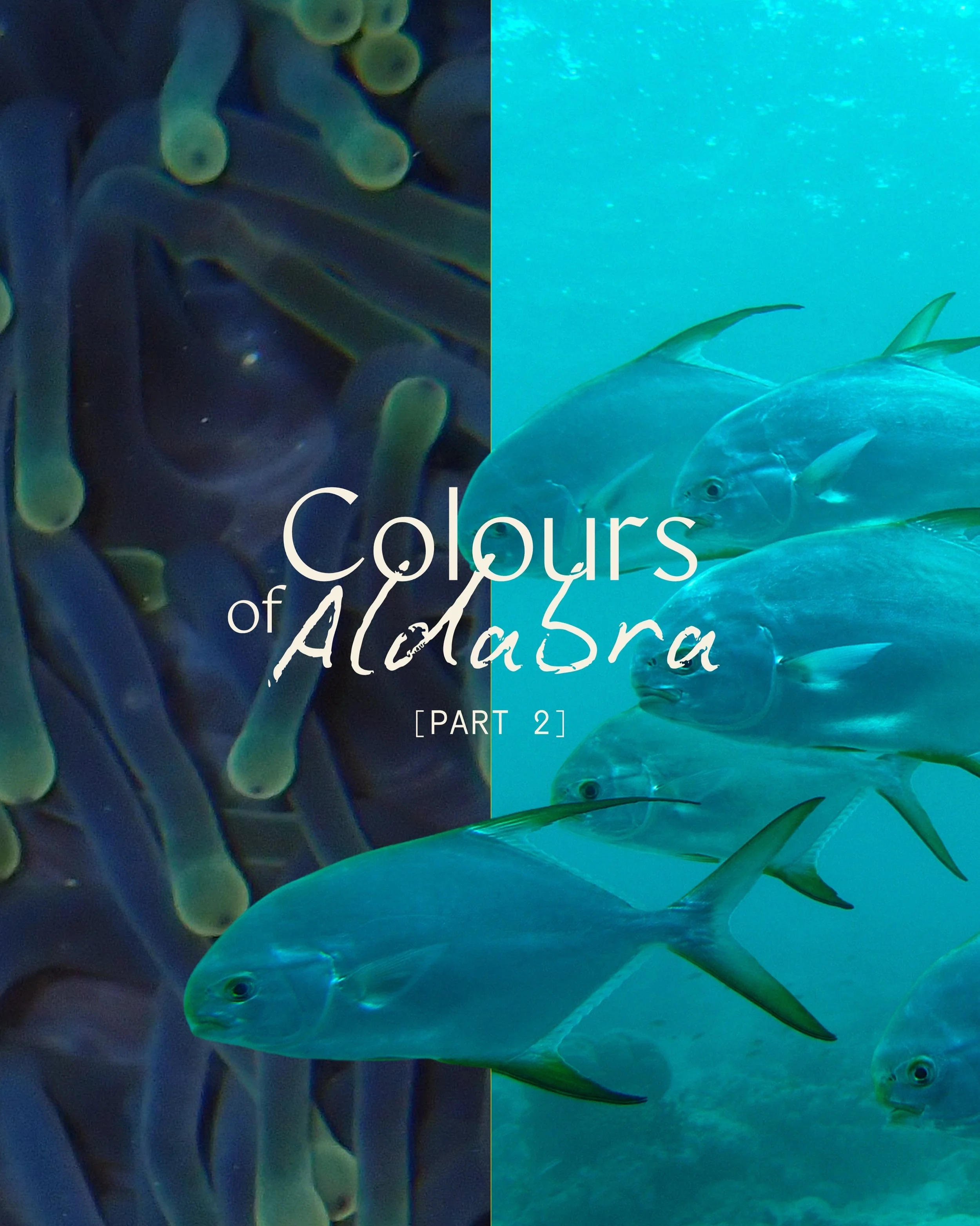 The aesthetic you didn&rsquo;t know you needed 🦋🐋🪸🌊

Before moodboards, there was nature. Across every discipline&hellip; art, design, science, engineering, architecture&hellip; nature figured it out first. We see it in the clothes we wear, the s