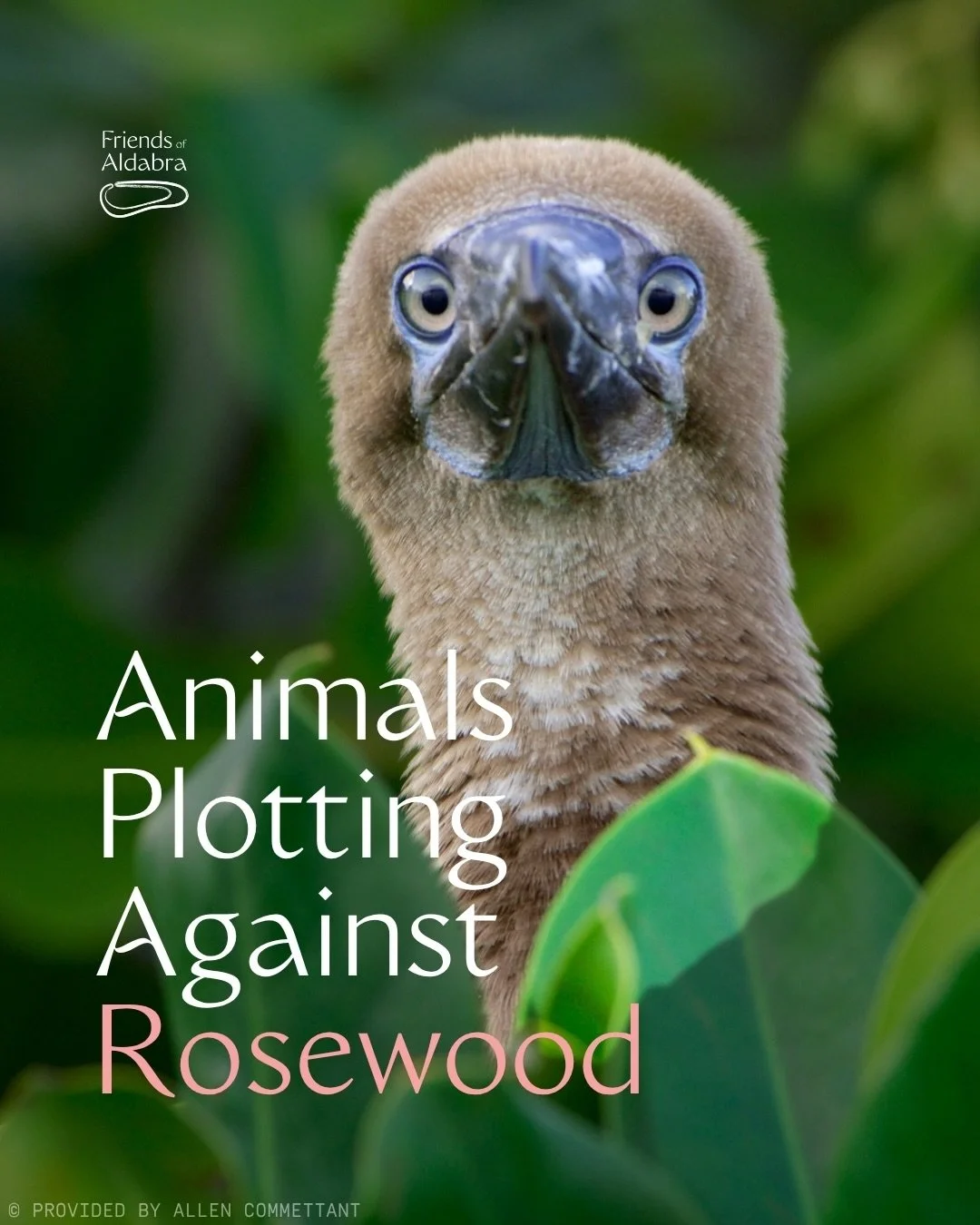 Assomption Island and Aldabra Atoll are home to some of the most extraordinary wildlife on Earth. And they&rsquo;re all watching @rosewoodhotels .

We are calling on Rosewood to withdraw from the Assomption Island hotel development - publicly and in 