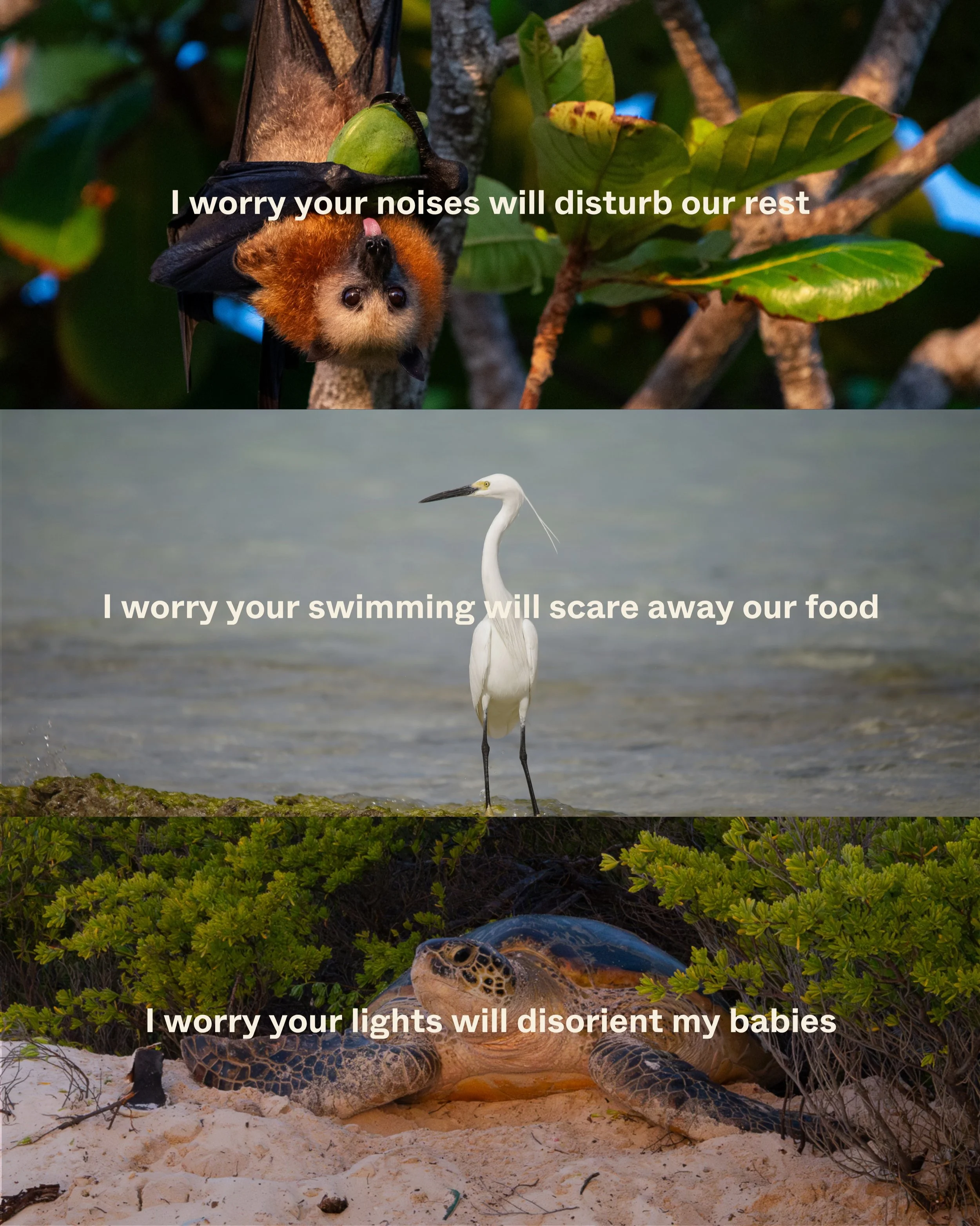 Someone decided Assomption Island needed a luxury hotel. The locals weren&rsquo;t consulted, but they have something to say about it.

There are places in this world where nature must come first. Aldabra Atoll and Assomption Island are two of them.

