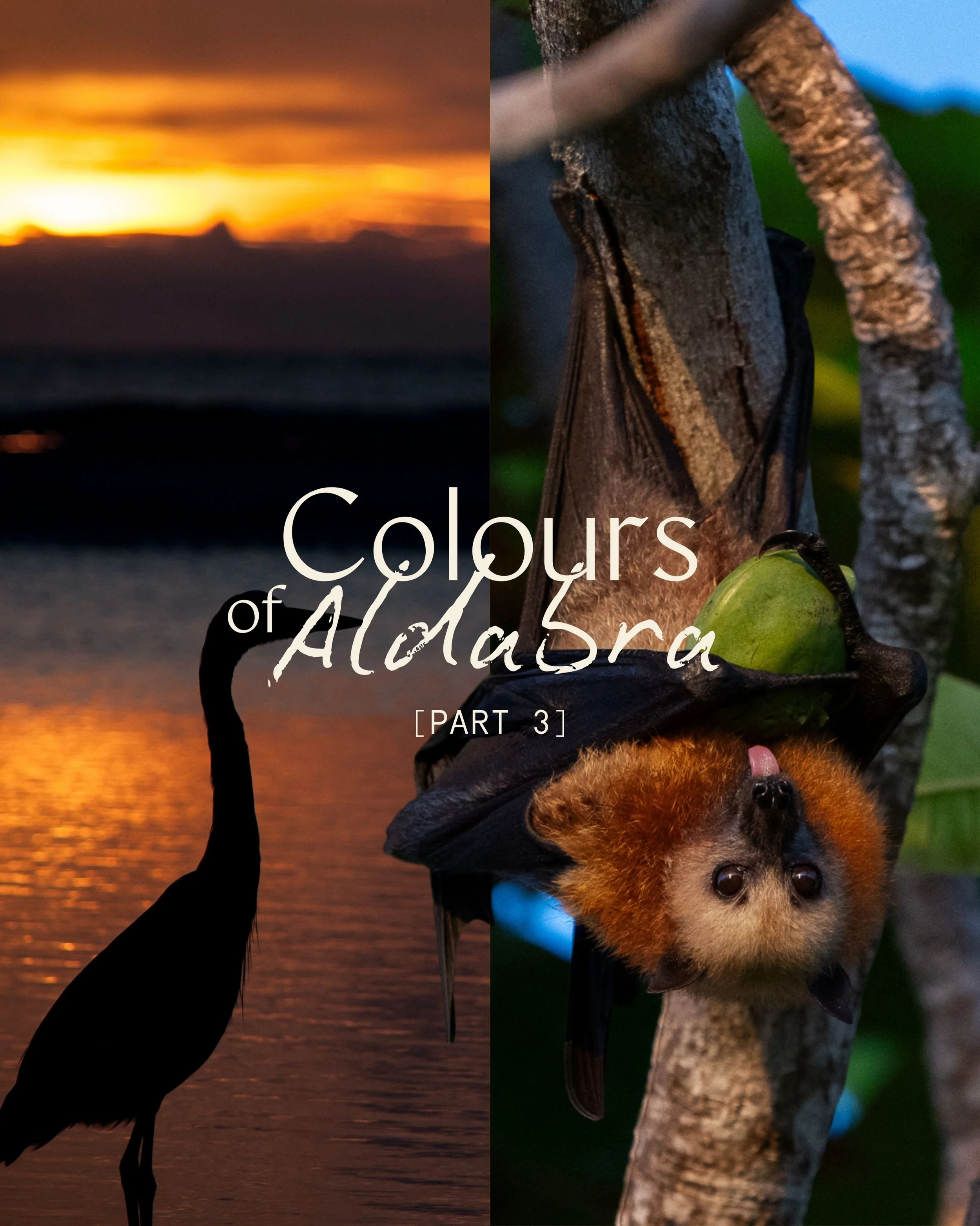 POV: nature has better taste than all of us

Aldabra is one of the last truly wild places on Earth. But that&rsquo;s changing. A luxury hotel development now threatens the fragile balance of this ecosystem, putting +400 endemic species at risk. 🦈🦎?