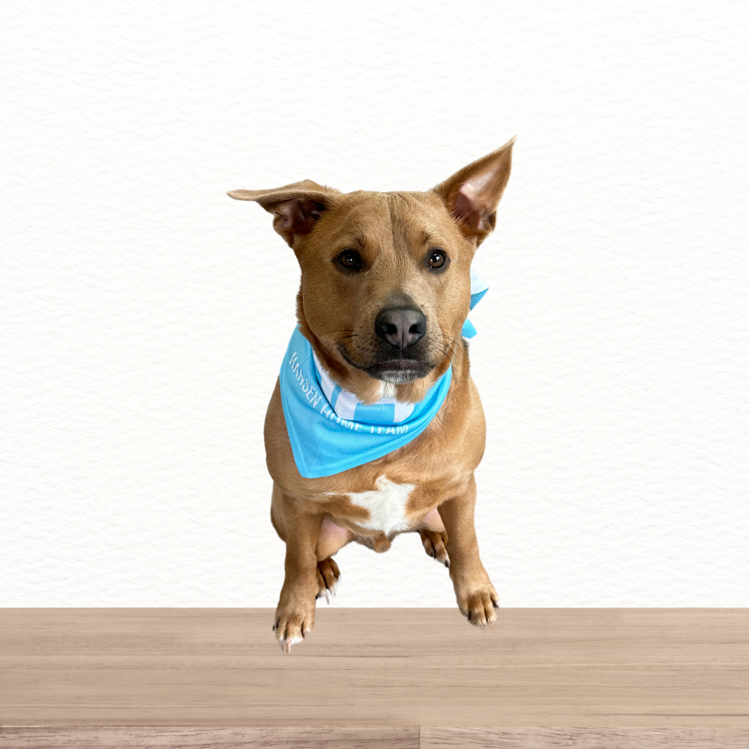 Untitled design (1).png