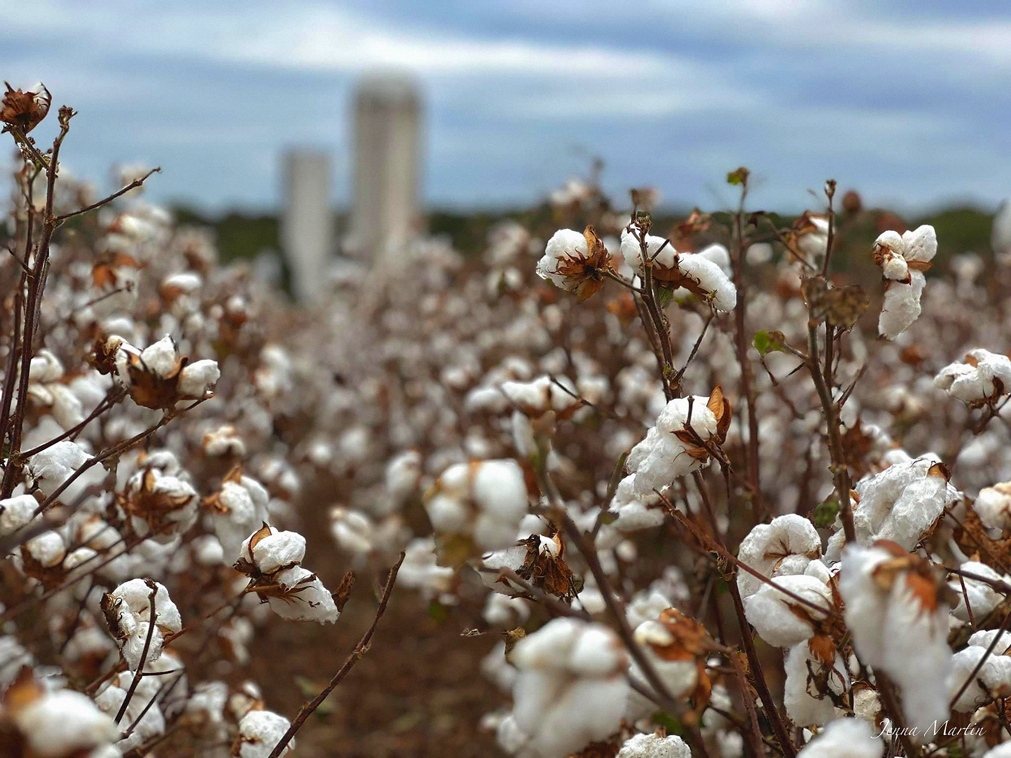 Industrial Agriculture — Wynne Economic Development Corporation