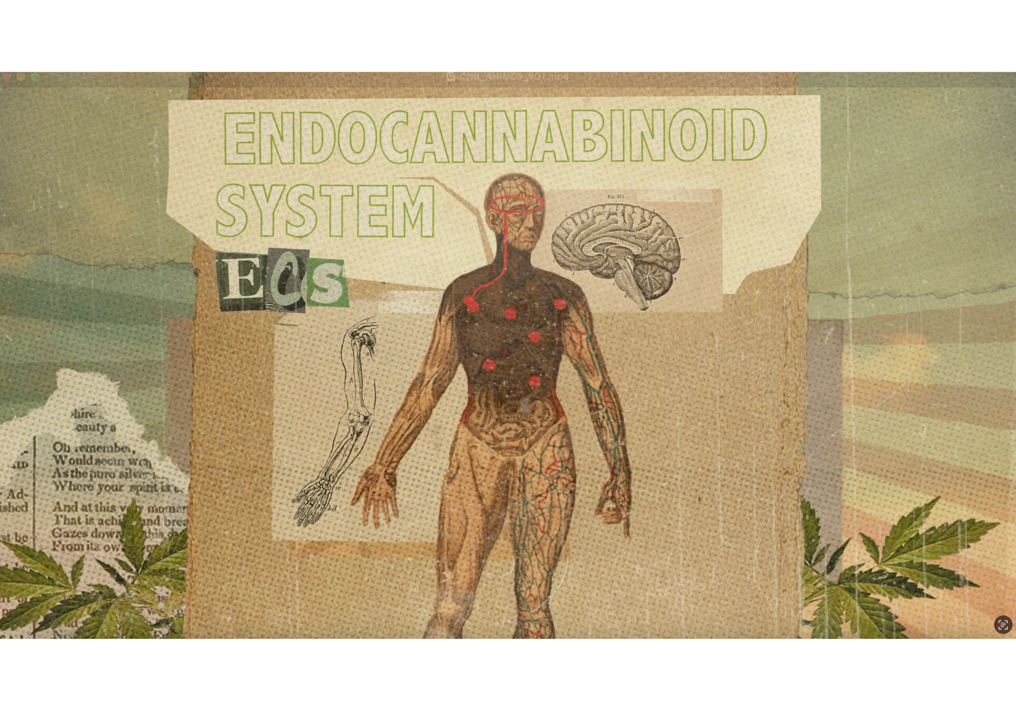 The Story of Cannabis