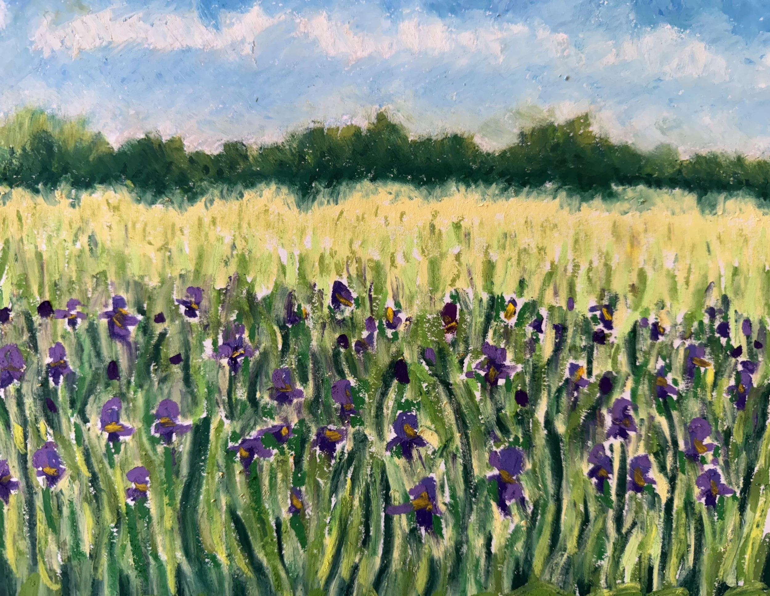 Field of Wild Iris-oil pastel
