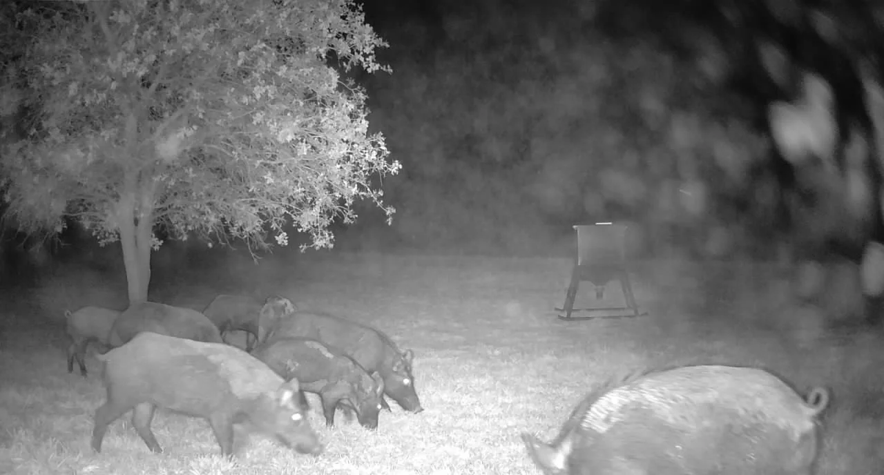 Under the cover of night, a sounder of wild hogs moves silently across the ranch. Captured by the trail camera, this snapshot reveals the untamed side of The Essex Ranch.