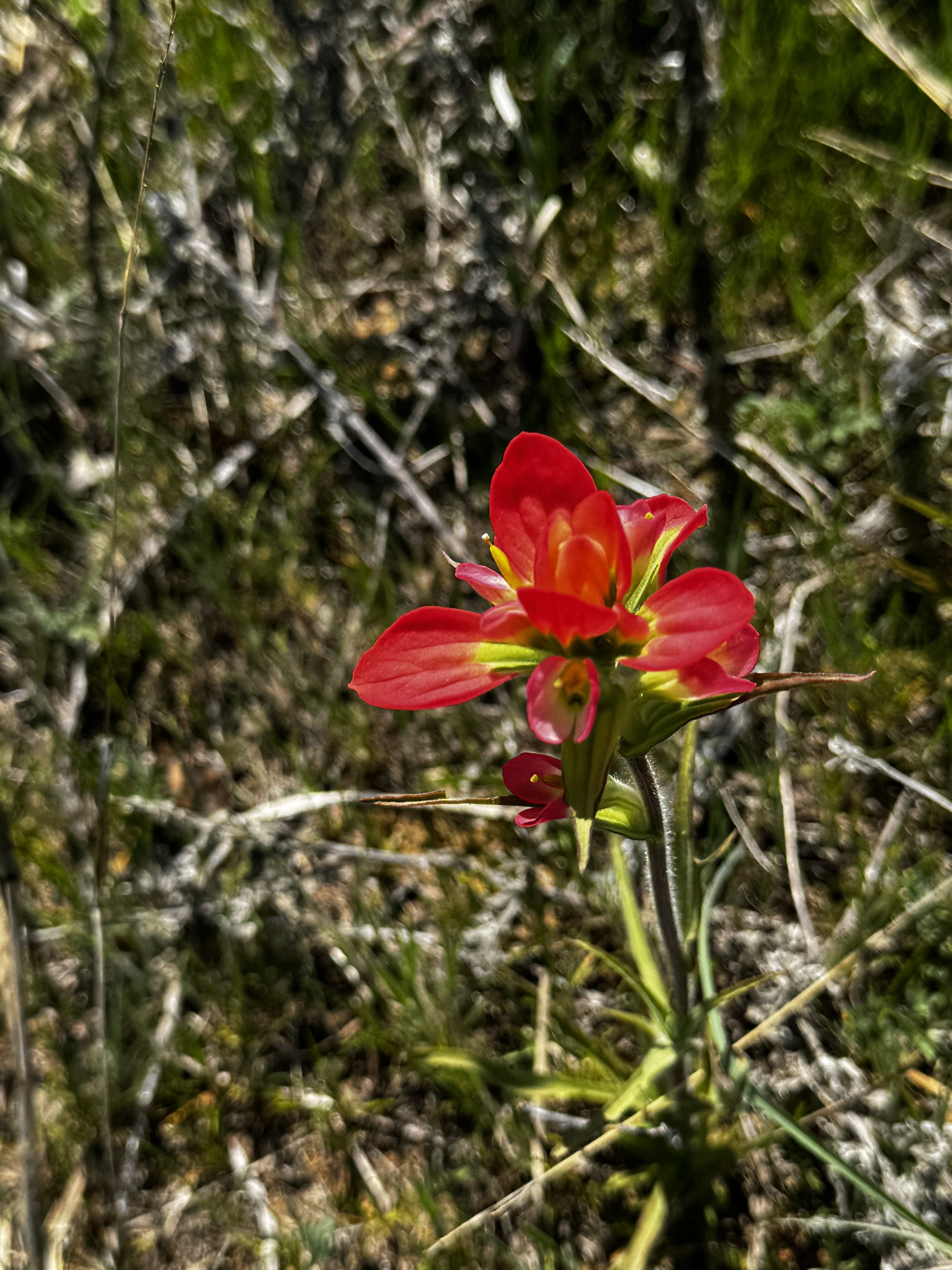 Between the Wind and the Bloom