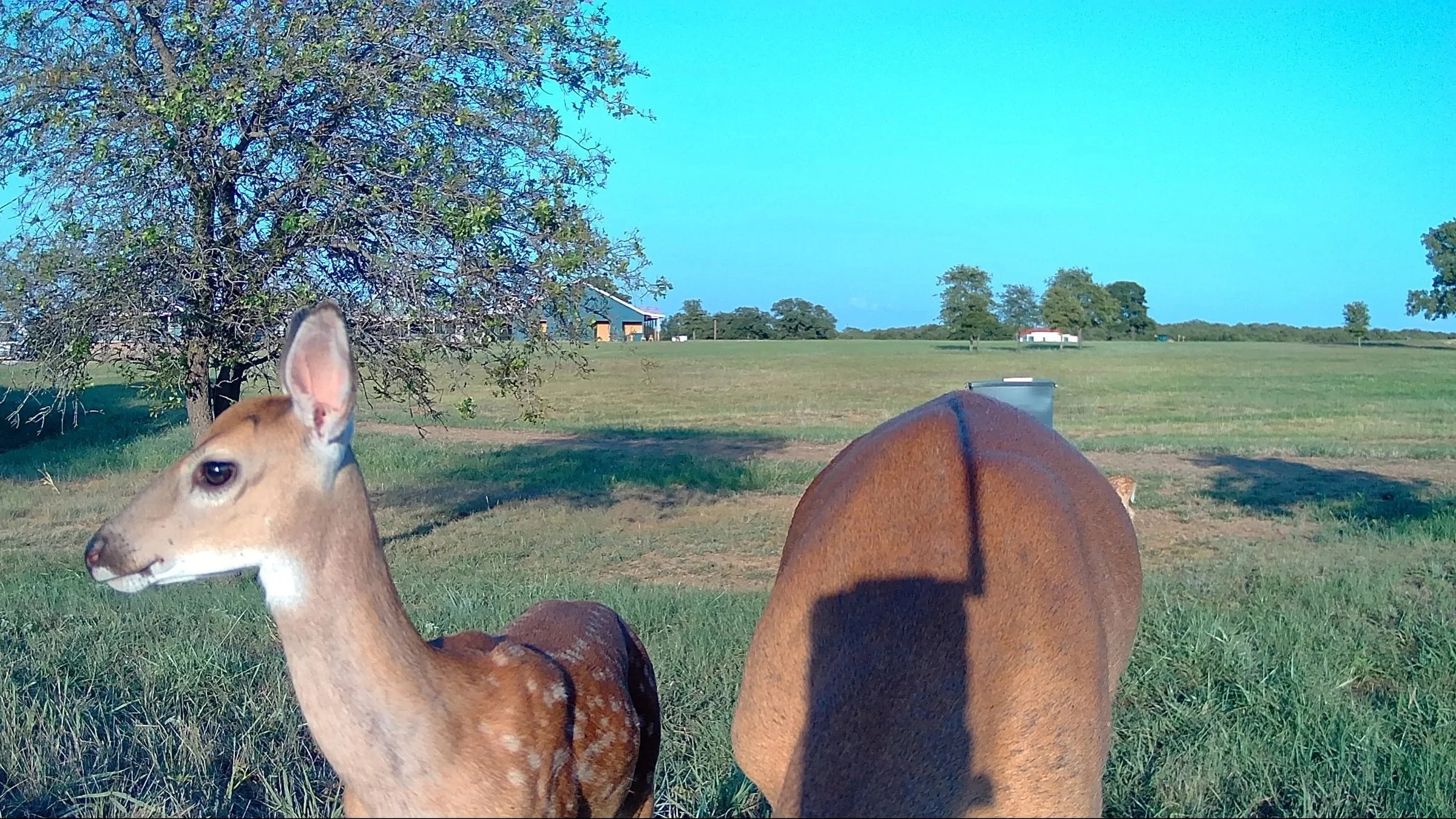 A young fawn ventures close to the camera as its mother grazes nearby at The Essex Ranch. Captured near one of the feeders, this playful moment offers an intimate glimpse into the quiet beauty of ranch life and the wildlife that thrives here.