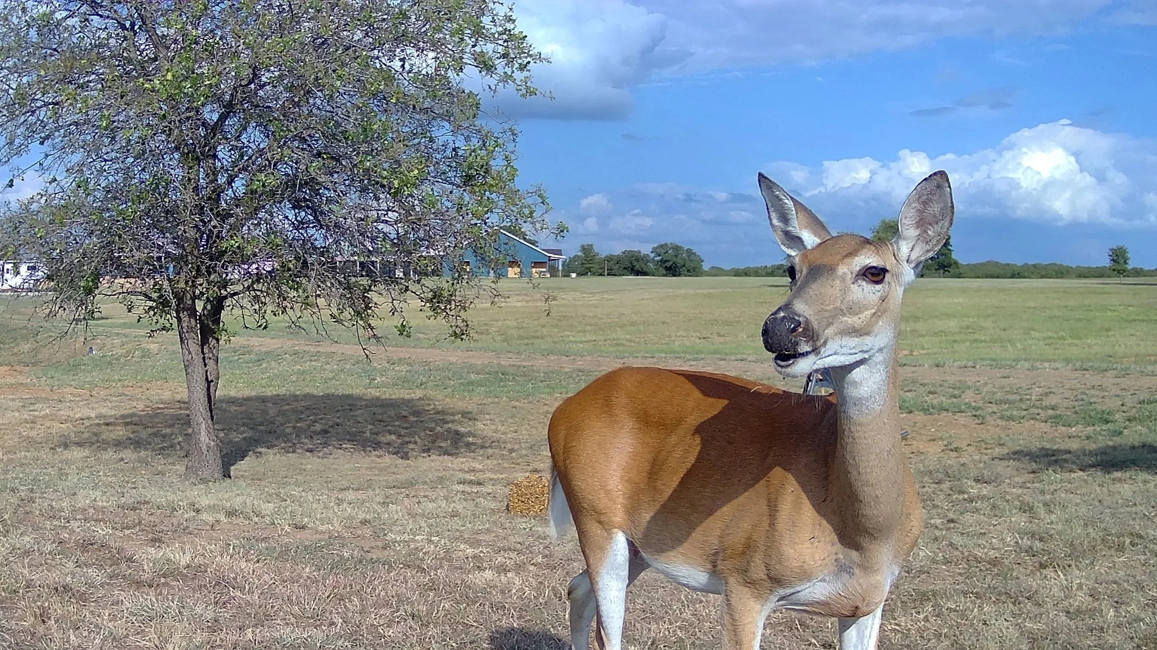 A graceful doe steps into the spotlight at The Essex Ranch, pausing near one of the feeders under the soft evening light. The serene backdrop captures the peaceful balance between the ranch’s open fields, wildlife, and skies that stretch endlessly ab