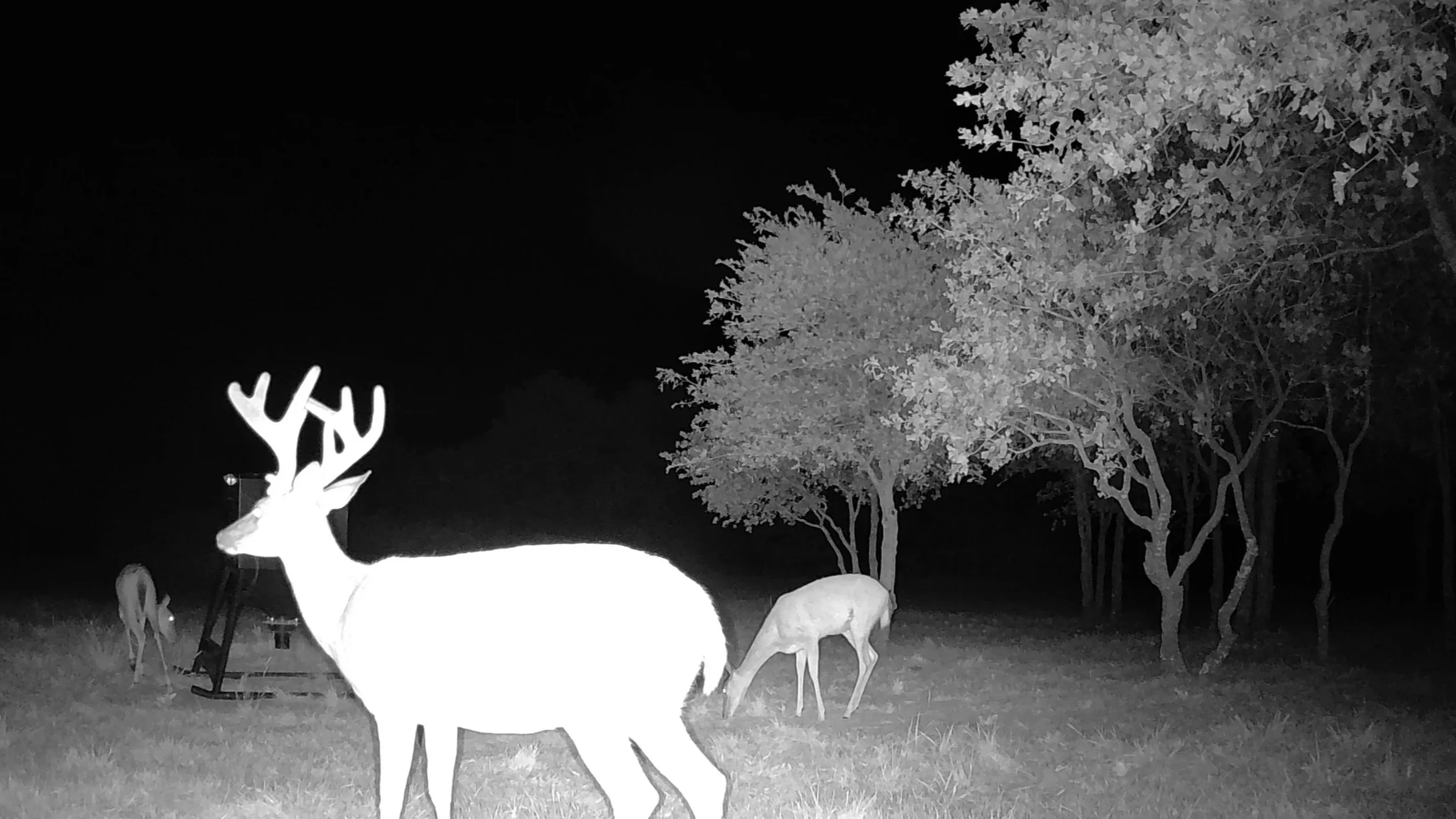 A majestic whitetail buck captured under the cover of night at The Essex Ranch. Illuminated by the trail camera, his velvet antlers stand out as other deer graze quietly in the background... a reminder of the thriving wildlife that calls the ranch ho
