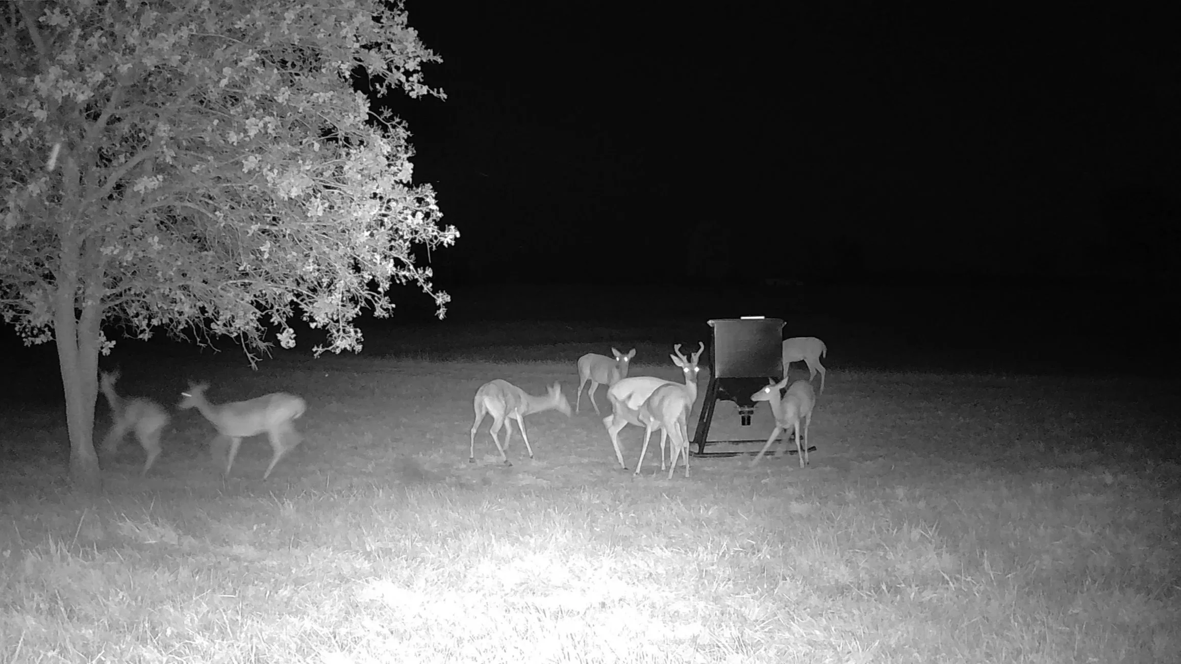 A nighttime gathering of whitetail deer captured near one of The Essex Ranch feeders. The trail camera reveals the quiet activity under the oak tree, where a mix of does and young bucks share the open pasture beneath the soft glow of the night sky.