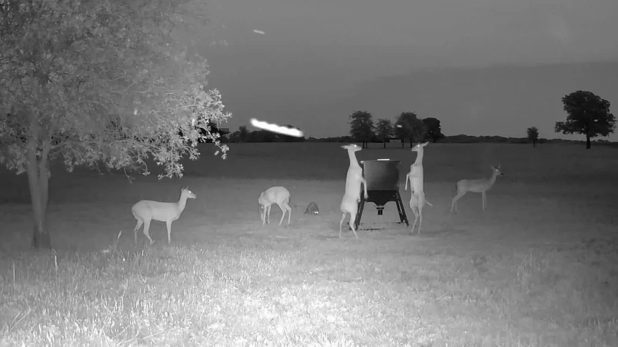 A lively nighttime scene at The Essex Ranch as two whitetail deer rear up and spar playfully near the feeder. Other deer graze peacefully under the oak tree, while the trail camera captures the hidden rhythms of wildlife after dark.