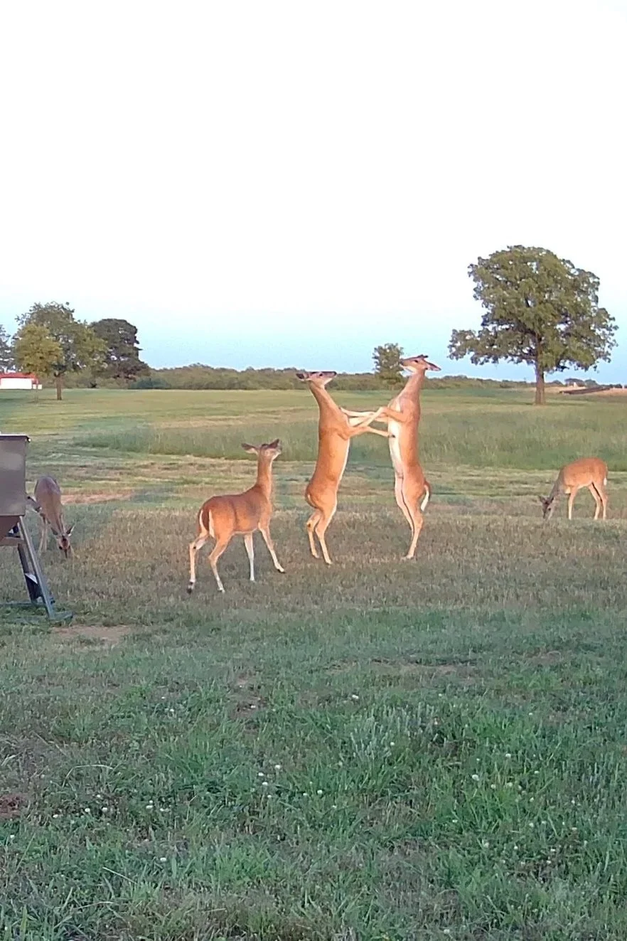 Whitetail deer gather at one of The Essex Ranch feeders as two young bucks spar playfully in the open field. Captured at sunset, this moment highlights the thriving wildlife and peaceful coexistence between the land and its natural inhabitants.
