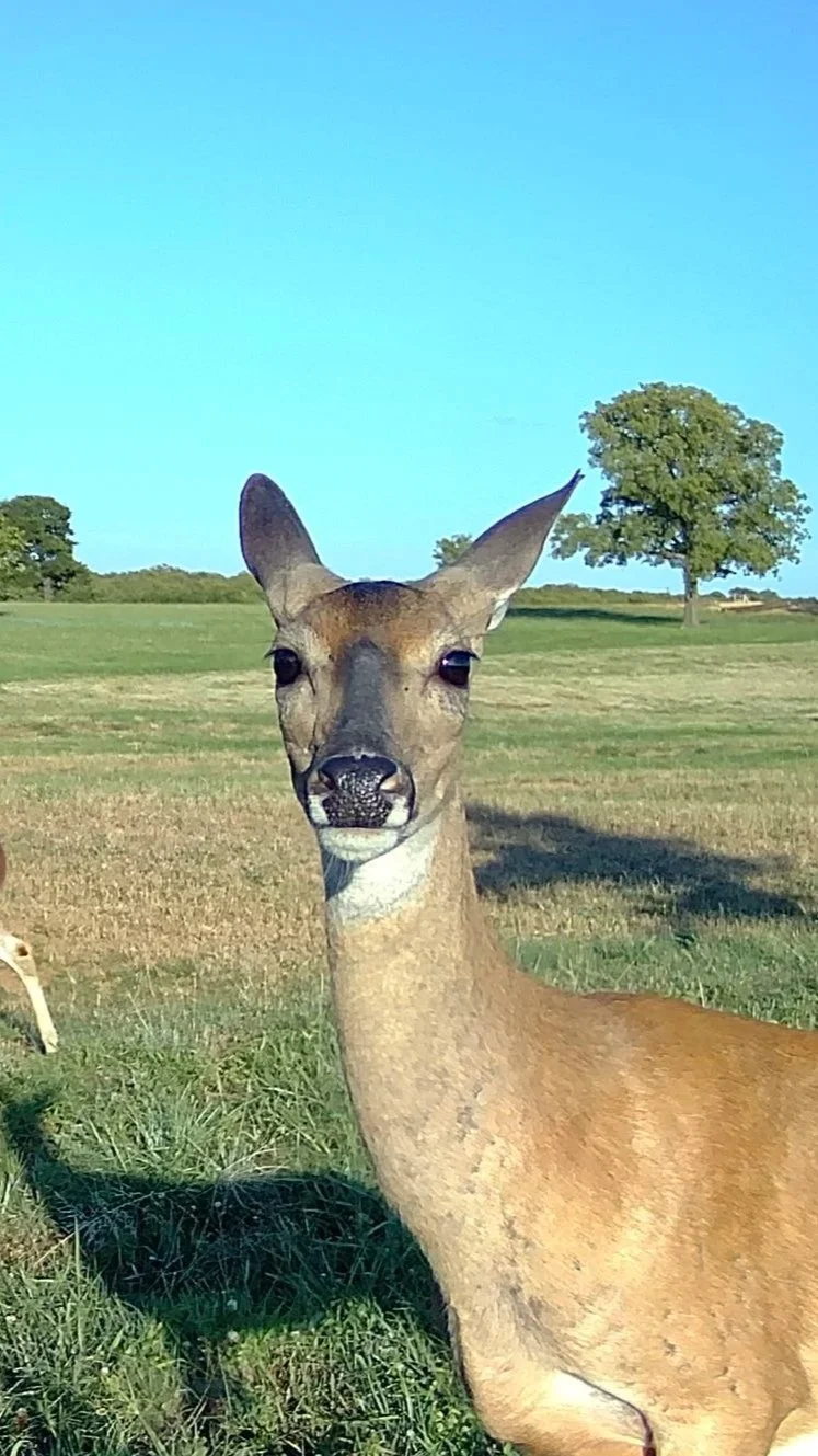 A curious whitetail doe gets up close to the camera at The Essex Ranch, seemingly posing against the bright Texas sky. Her inquisitive expression captures the charm and personality of the wildlife that freely roams the property.