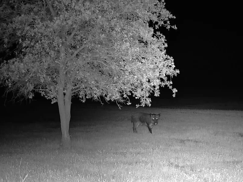 A lone wild hog caught on a nighttime trail camera at The Essex Ranch, standing alert beneath the shadow of a sprawling tree.