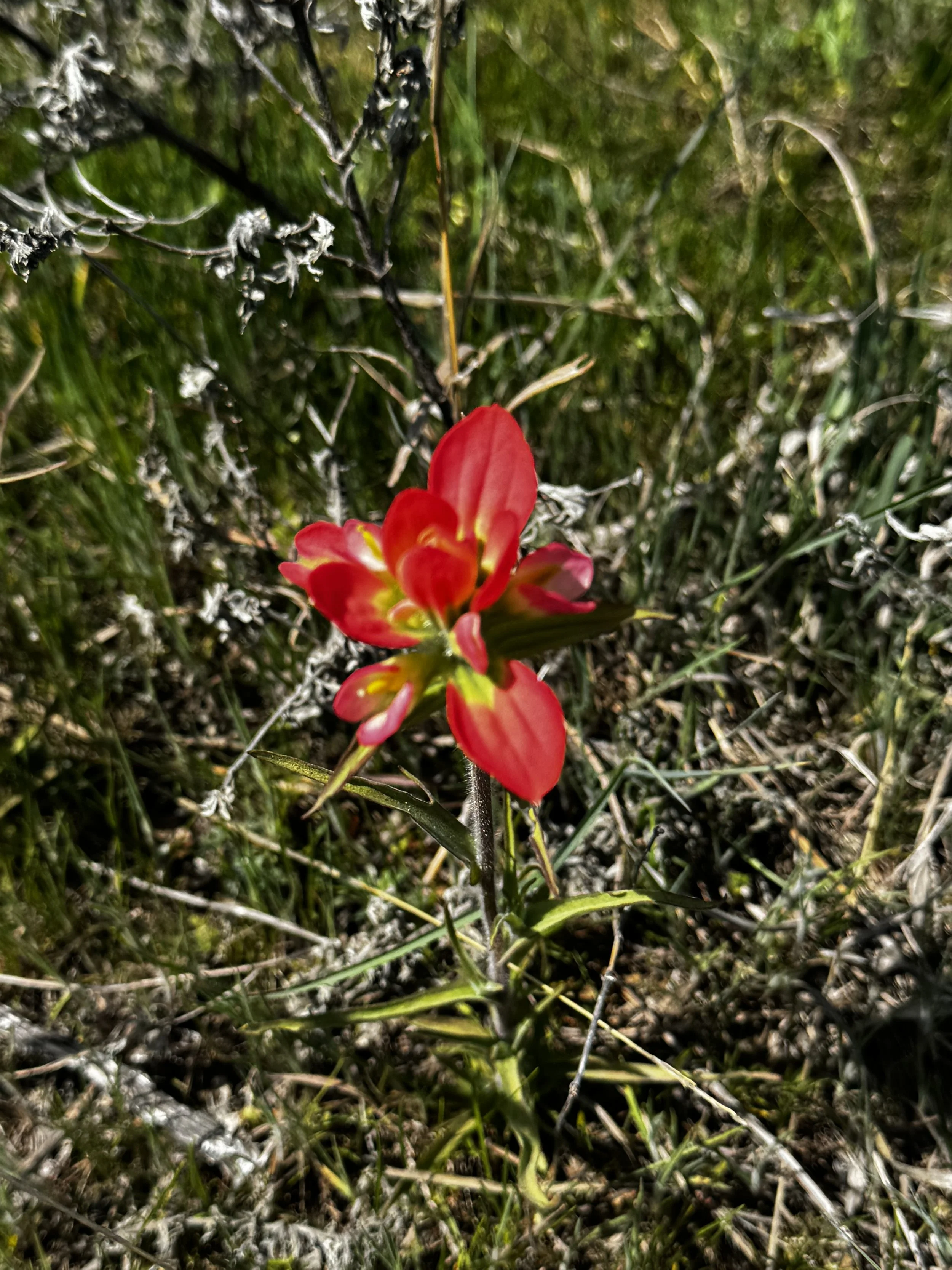 Between the Wind and the Bloom