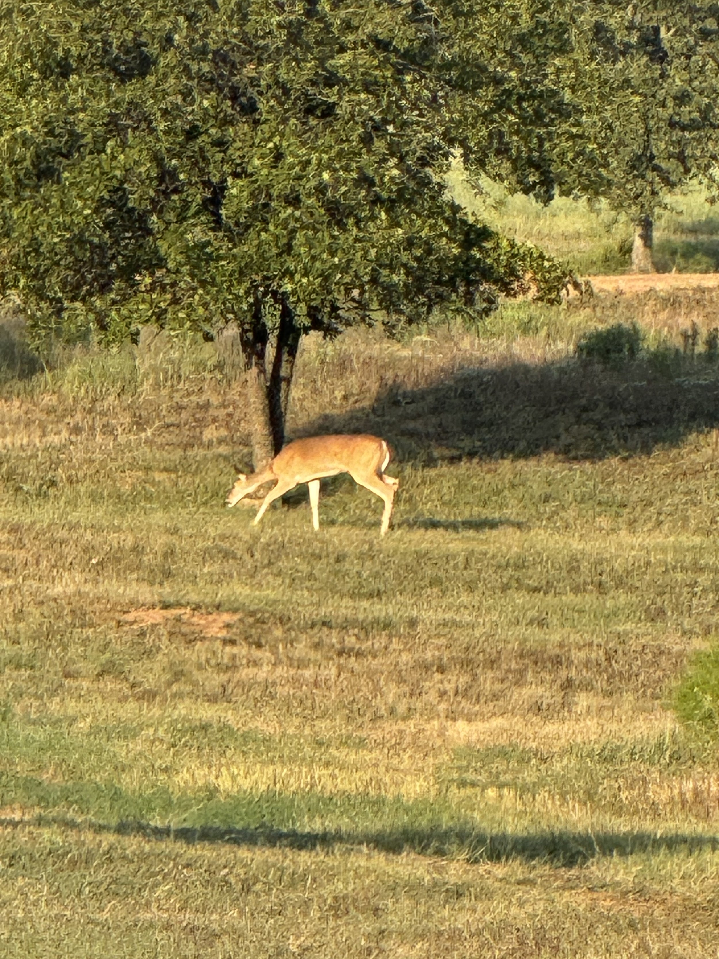 IMG_1413.jpeg