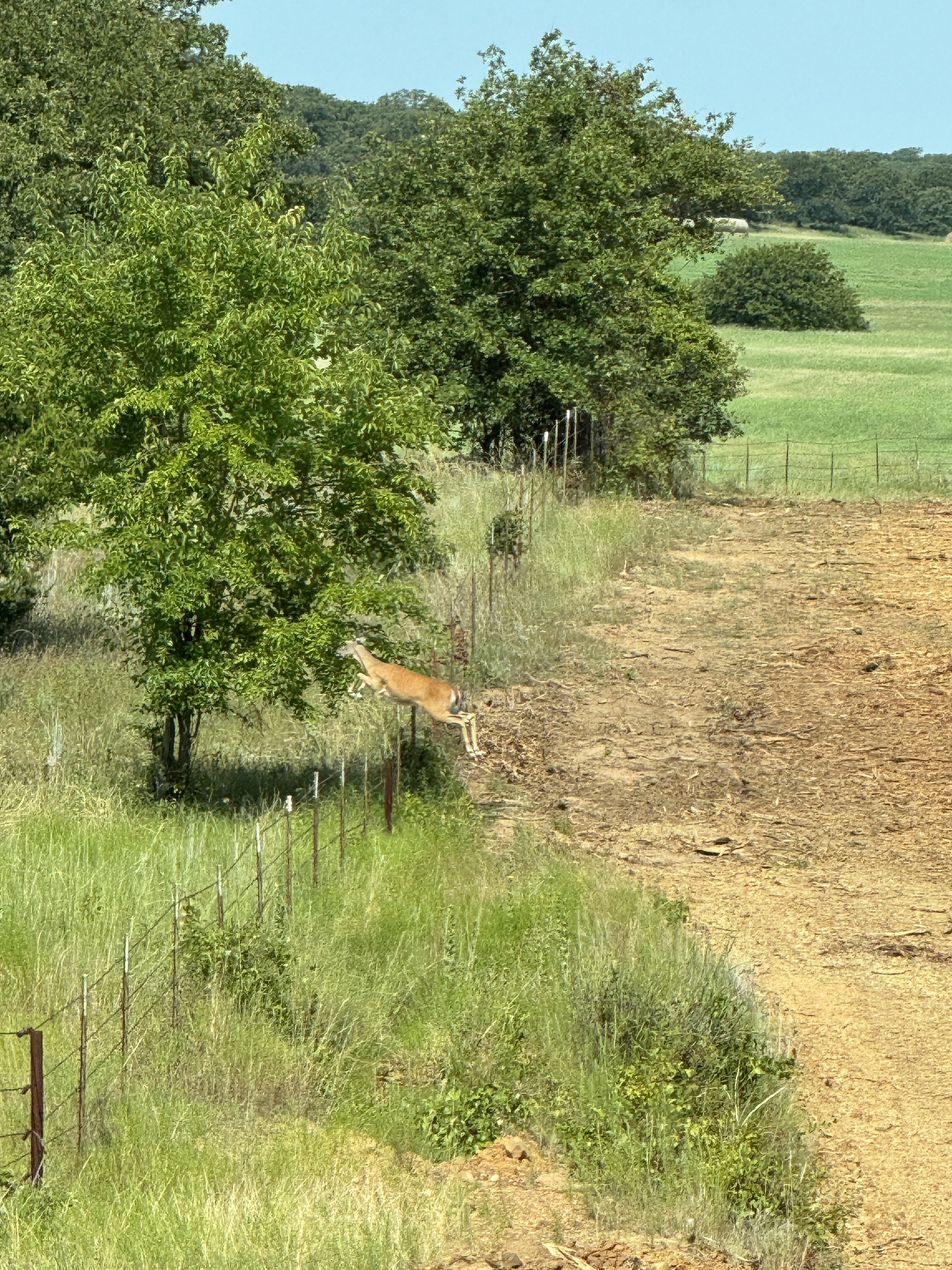 IMG_9505.jpeg