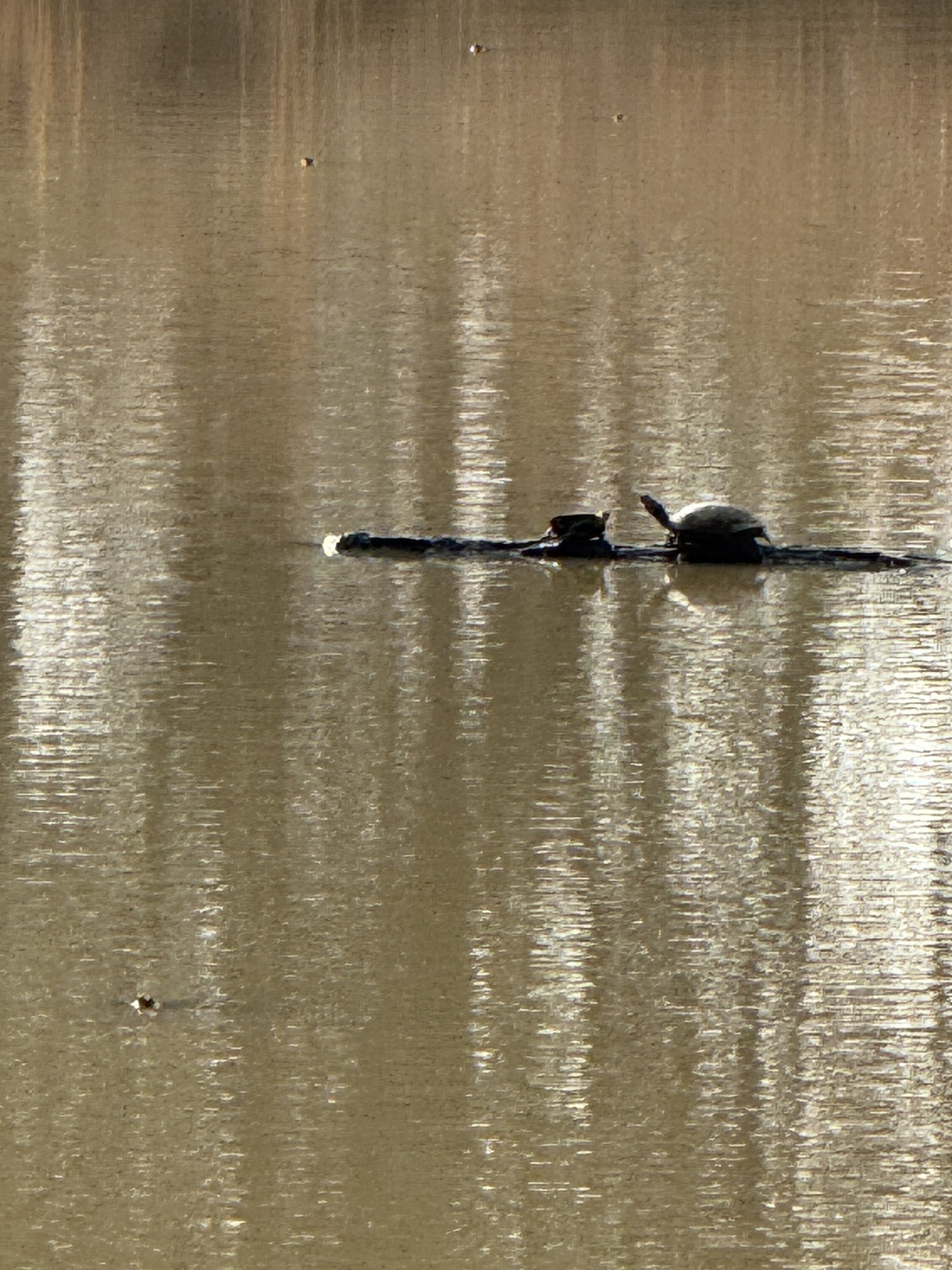 Turtles at Rest-
Two turtles bask peacefully on a floating log, soaking in the sunlight reflected across the calm surface of the pond. A simple moment of serenity from the water’s edge.