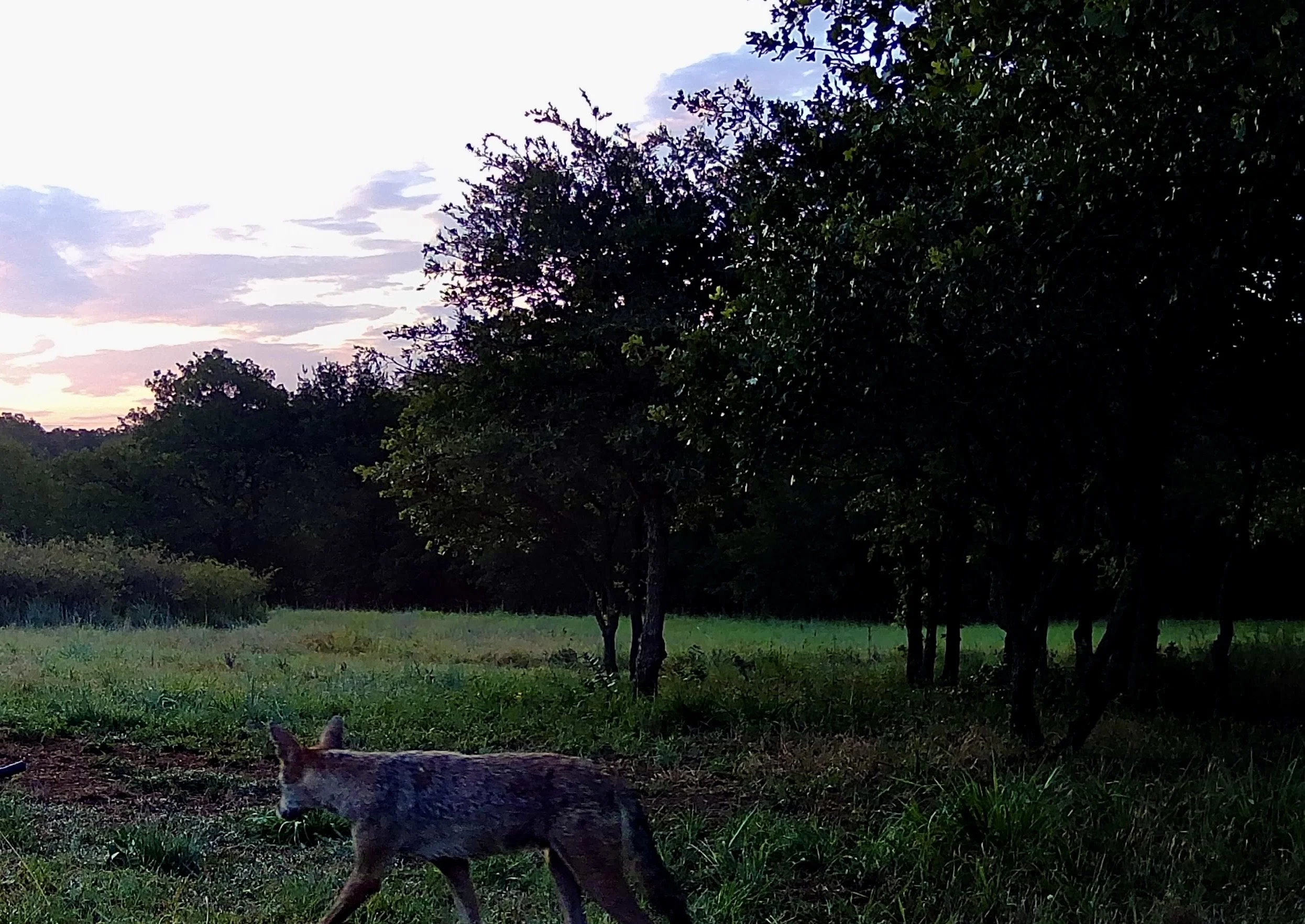 A lone coyote crosses the clearing at dawn, captured by the trail cam as soft morning light spreads across the sky. A quiet reminder of the wild beauty and untamed visitors roaming The Essex Ranch
