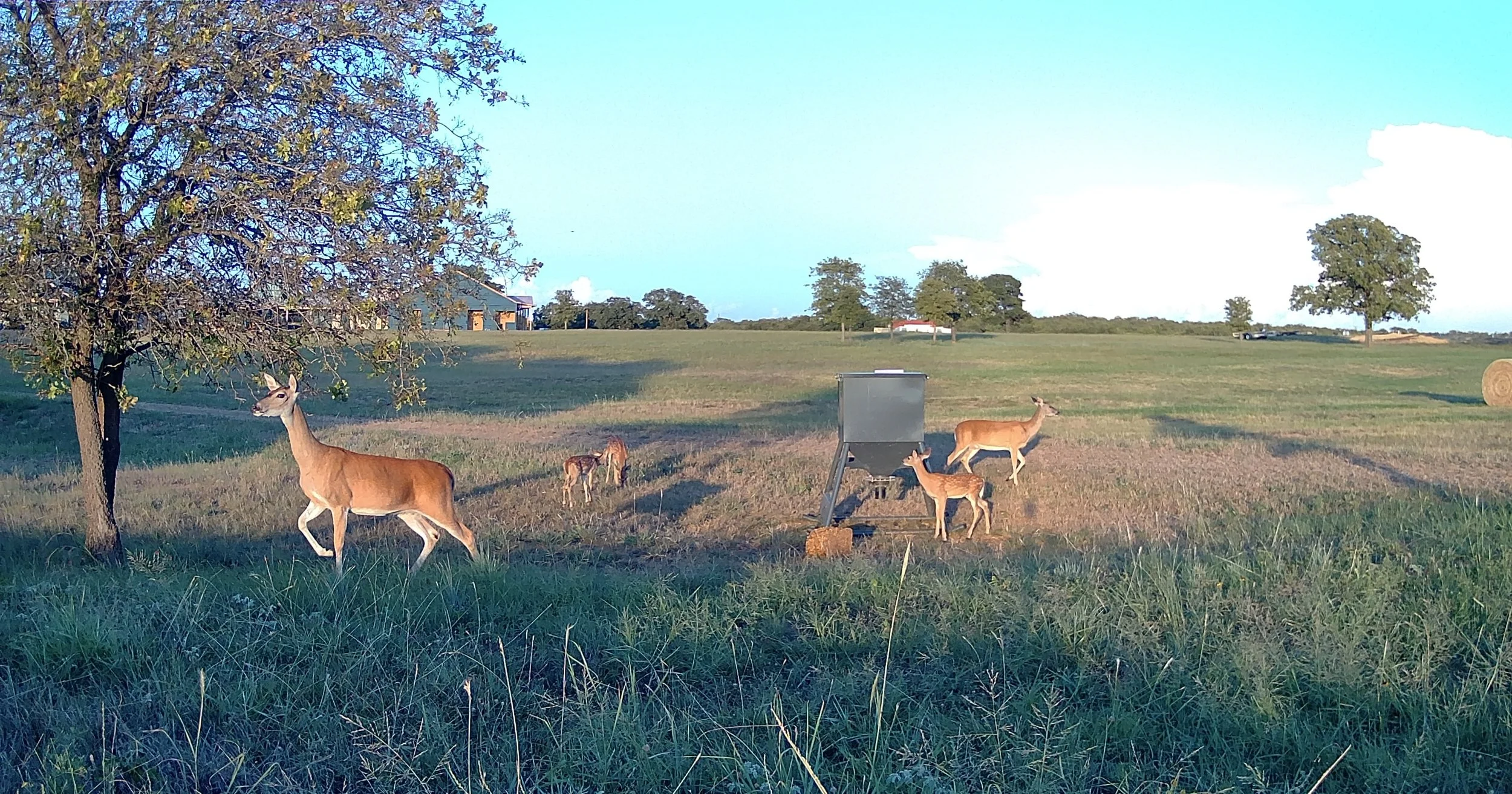 A serene summer evening at The Essex Ranch as a doe leads her fawns toward the feeder while others graze nearby. The warm glow of golden hour highlights the open pastures, capturing a peaceful moment of wildlife thriving in their natural habitat.