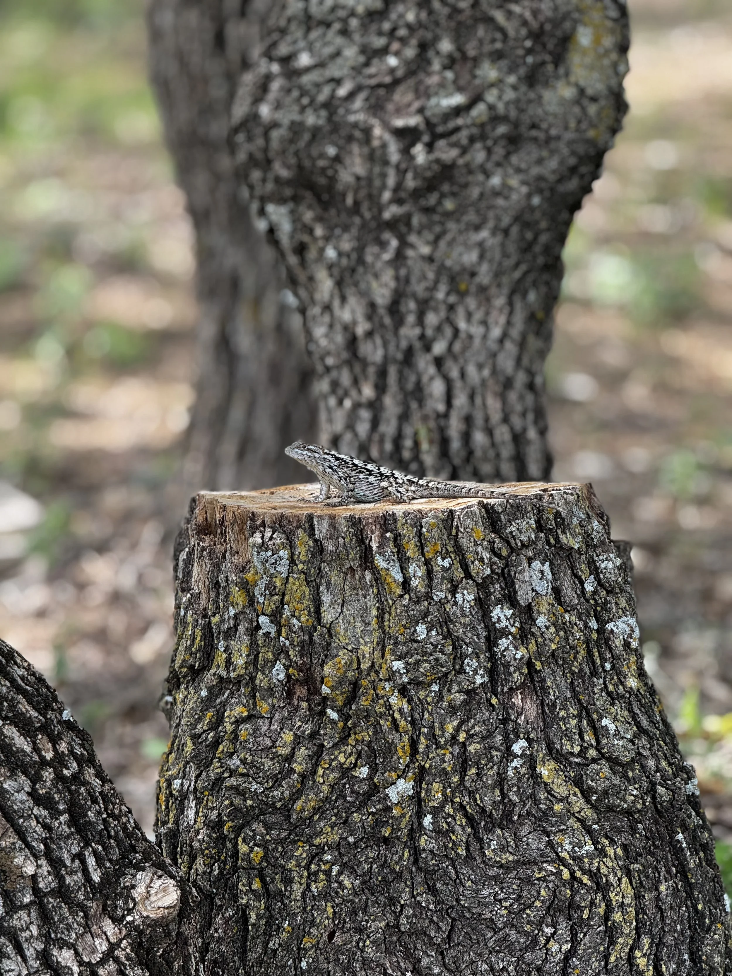 A Texas spiny lizard blends perfectly into the oak bark at The Essex Ranch. Perched on a sunlit stump, this little resident showcases the diverse wildlife that thrives across the property’s woodlands and open spaces.