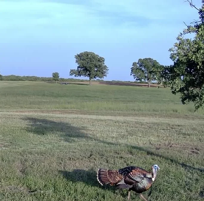 A wild turkey strolls across the open pastures of The Essex Ranch, its iridescent feathers catching the morning light. Trail cameras often capture these quiet moments, showcasing the rich diversity of wildlife that thrives across the property.