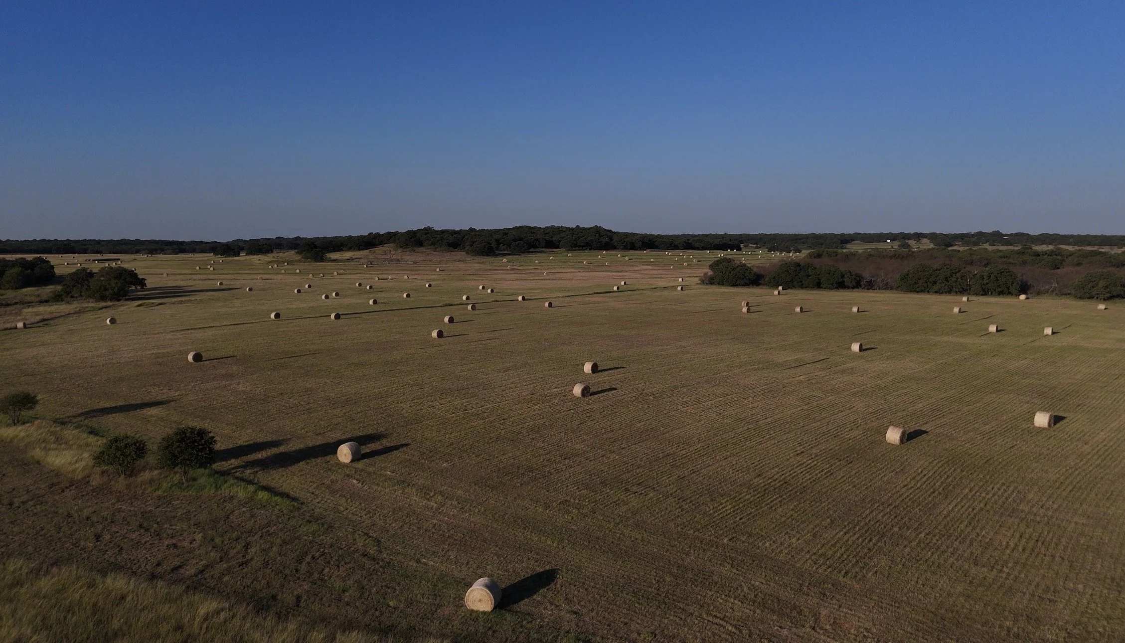 Hay bales scattered across open pastureland at The Essex Ranch during golden hour, reflecting ongoing land stewardship, hay production, and wildlife management efforts in rural Texas.