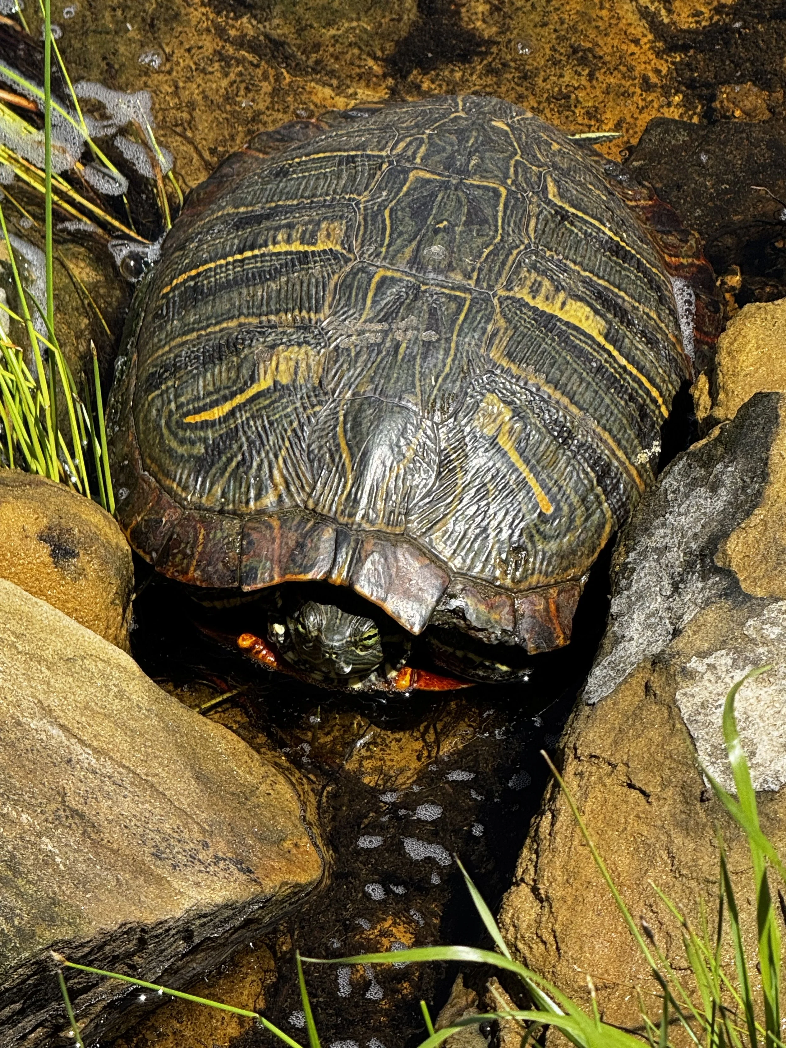 A red-eared slider soaking up the Texas sun at one of The Essex Ranch ponds. These vibrant freshwater turtles are frequent visitors, adding to the thriving ecosystem and reminding us of the natural beauty that surrounds the ranch.
