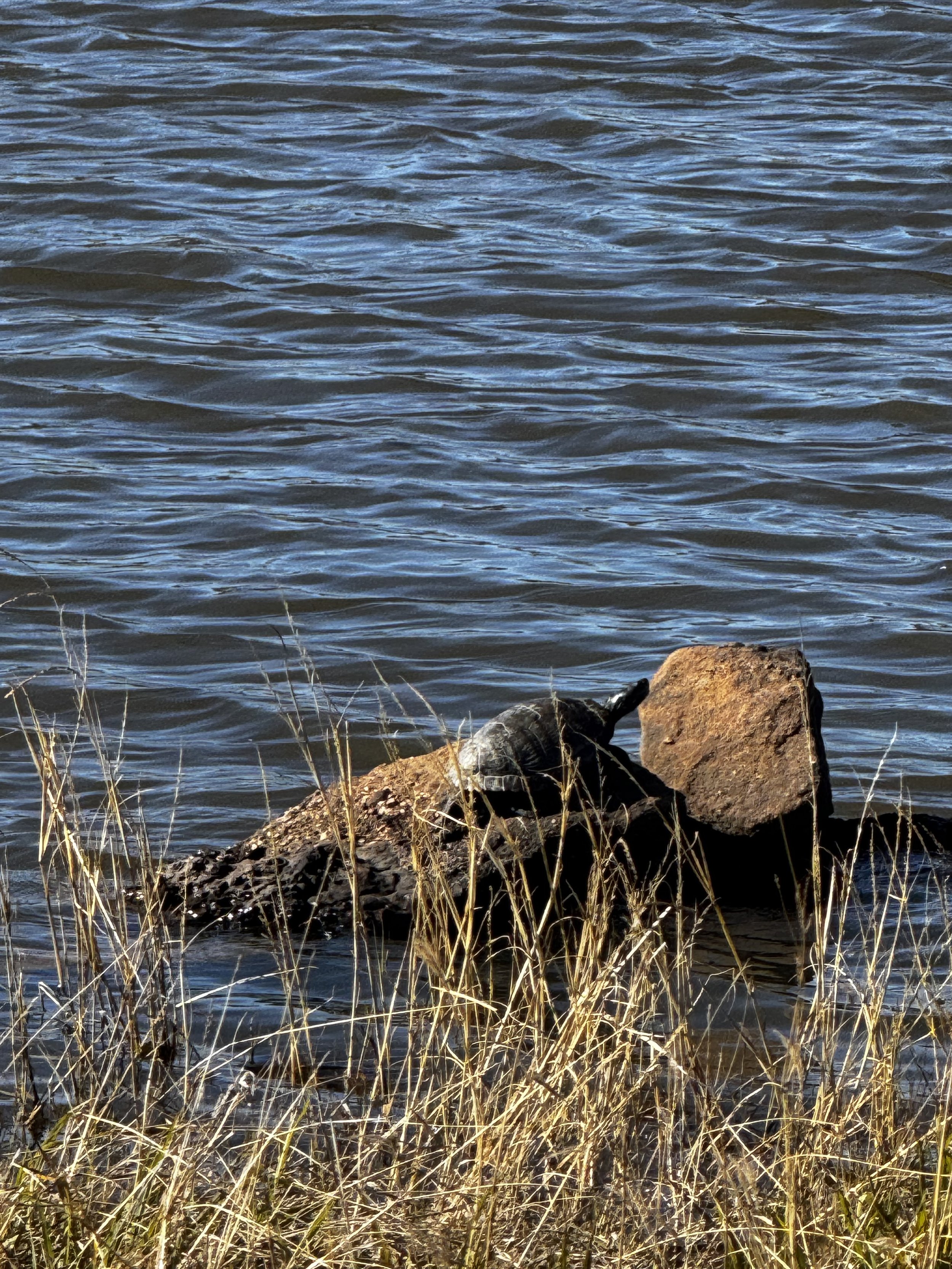 A sunbathing turtle perched on a rock by the water’s edge at The Essex Ranch. This serene moment highlights the ranch’s thriving natural habitat and its diverse wildlife.