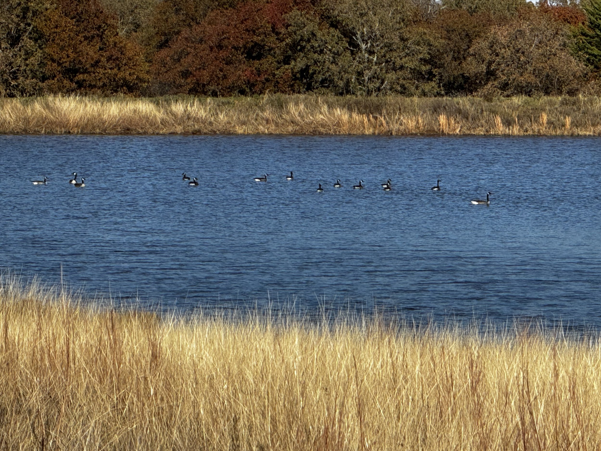 A serene flock of Canada geese gliding across the lake at The Essex Ranch. Known for their iconic black and white markings and strong migratory patterns, these birds add elegance and vitality to the ranch’s natural ecosystem.