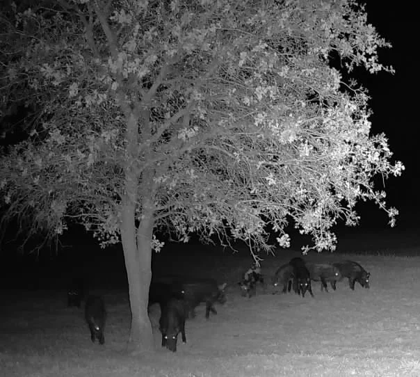 A sounder of wild hogs captured on the trail cam under the cover of night, moving silently beneath the oak tree. One of The Essex Ranch’s more destructive visitors, they roam in groups, leaving their mark on the land.