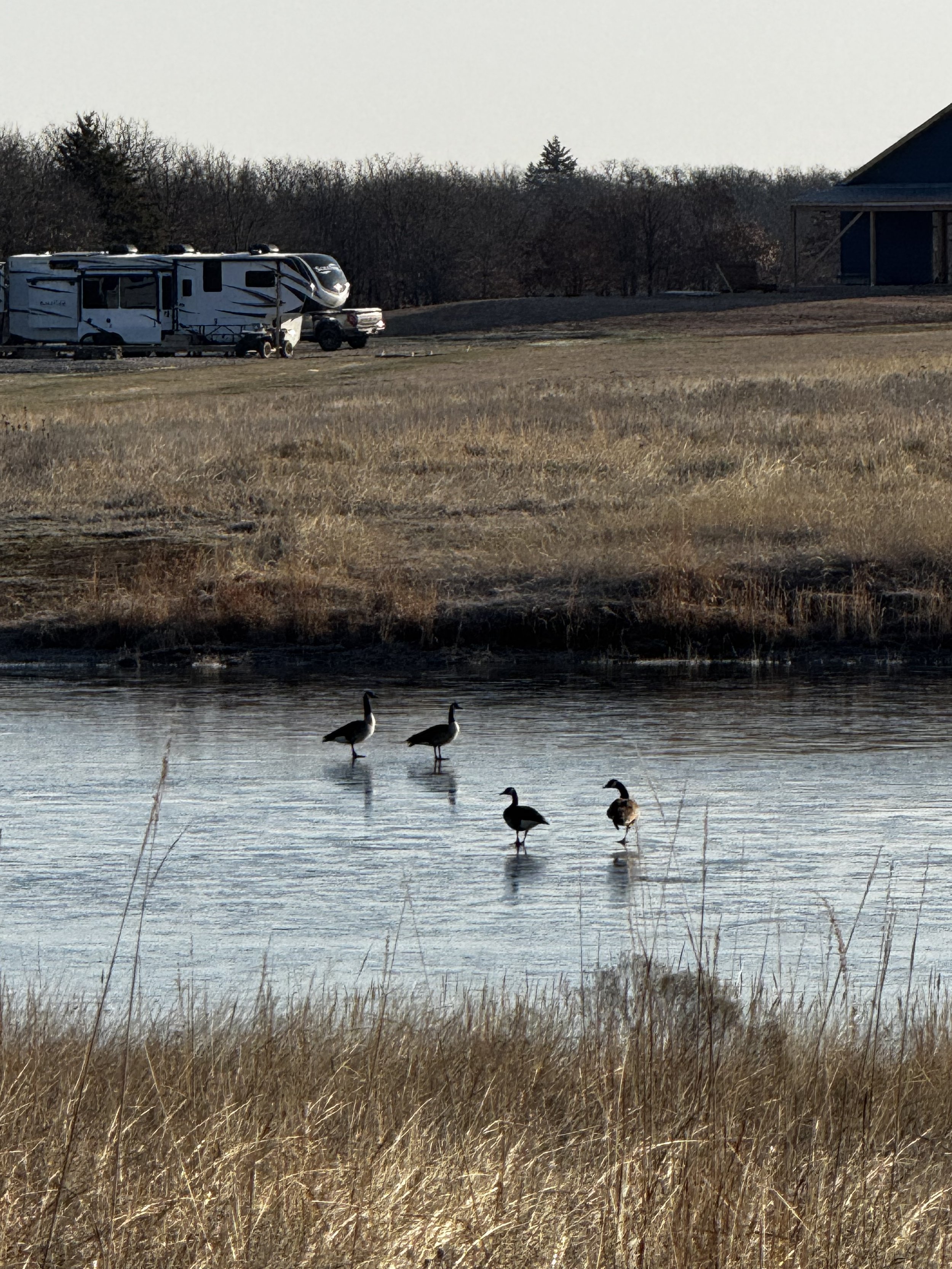 Winter Landing-
Canada geese take a rare stroll across the frozen surface of the lake at The Essex Ranch. Their graceful presence against the icy stillness captures the quiet beauty of winter on the land.
