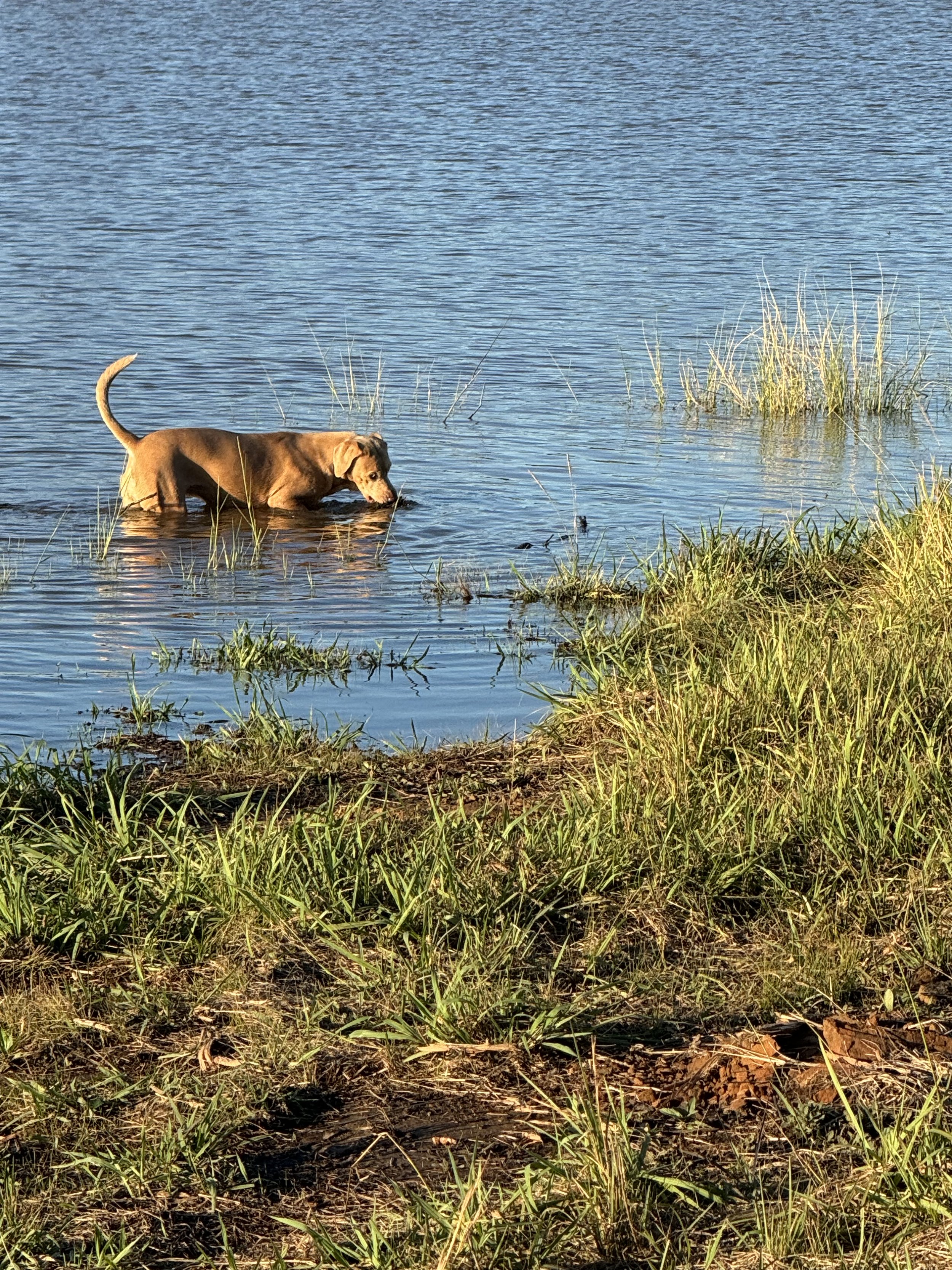 Ladybird takes her role as ranch guardian seriously—cleaning up the lake, one paw at a time! This playful and curious pup loves her time exploring the water at The Essex Ranch.