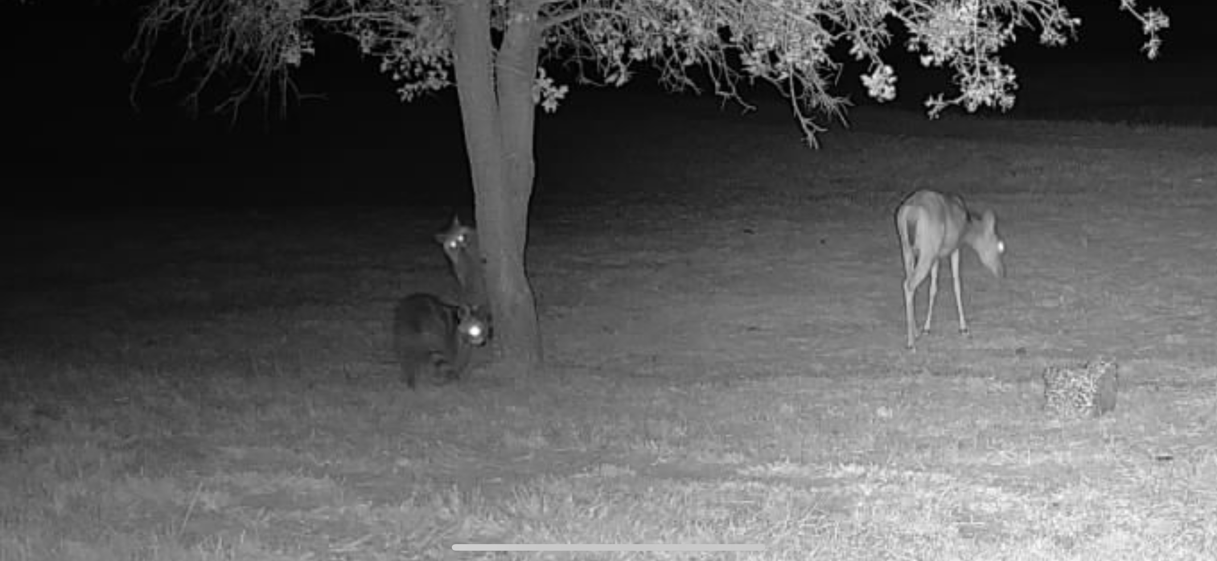A nighttime visit from a pair of curious raccoons beneath the oak tree at The Essex Ranch, captured alongside a grazing whitetail deer. The trail camera offers a glimpse into the hidden world of nocturnal activity and the diverse wildlife that thrive