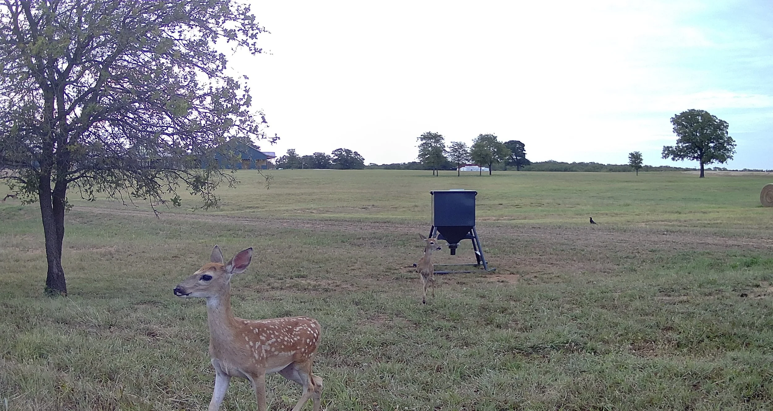 Two spotted fawns explore the fields at The Essex Ranch, venturing out from the tree line near one of the wildlife feeders. These quiet moments capture the natural rhythms of ranch life and the abundance of wildlife that calls this land home.