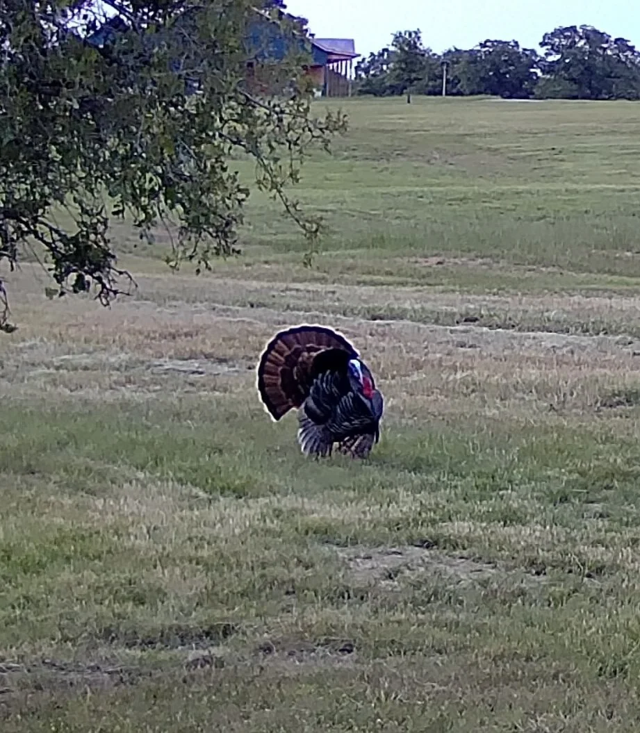 A wild turkey fans its feathers in full display at The Essex Ranch, showing off its striking plumage beneath the oak canopy. These moments of nature’s quiet spectacle remind us of the beauty and diversity found across the ranch’s open pastures.
