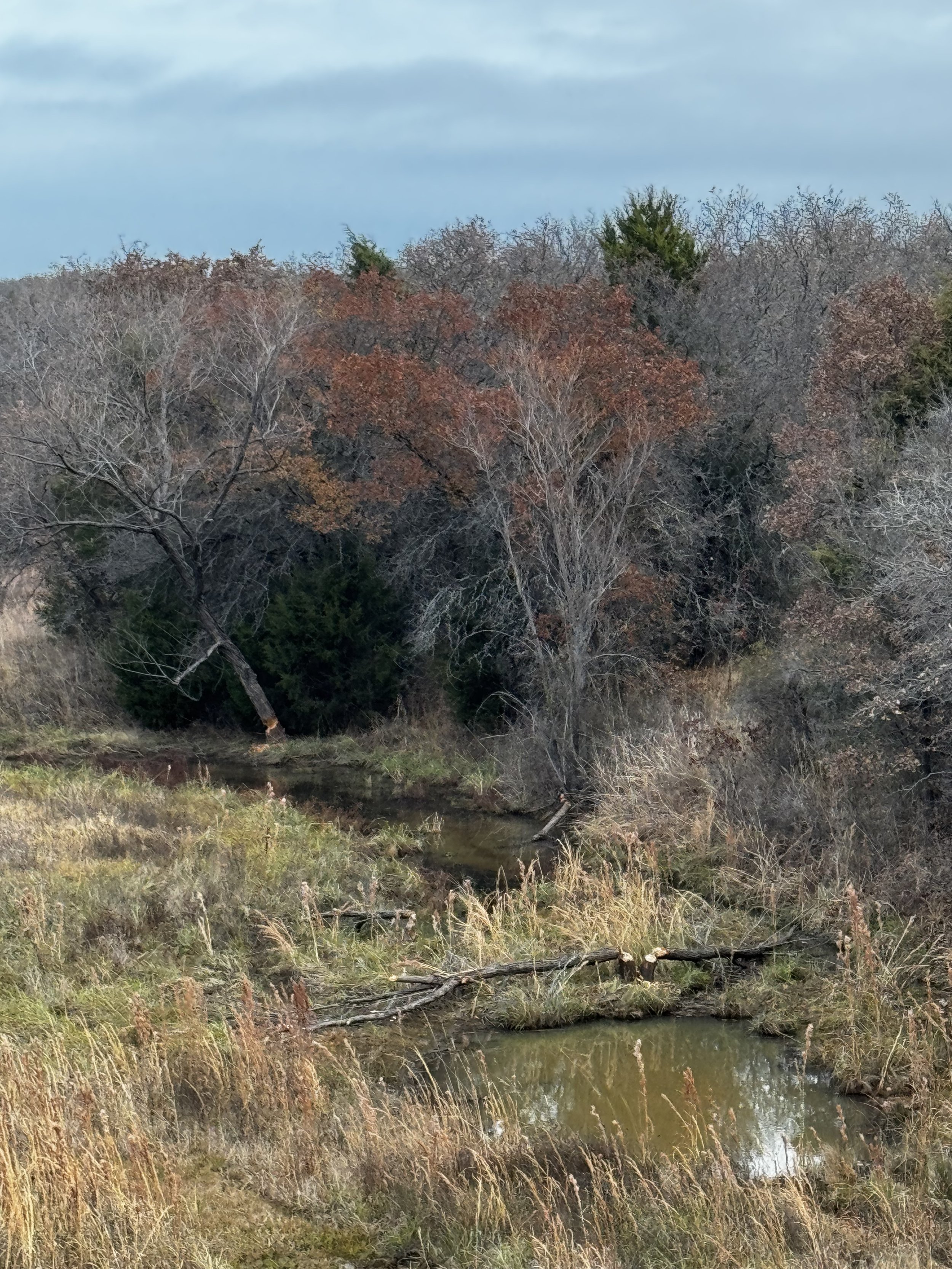 While the photo captures the serene beauty of the landscape, it hints at the industrious beavers that come alive in the evenings, skillfully shaping their habitat by taking down trees with remarkable precision.