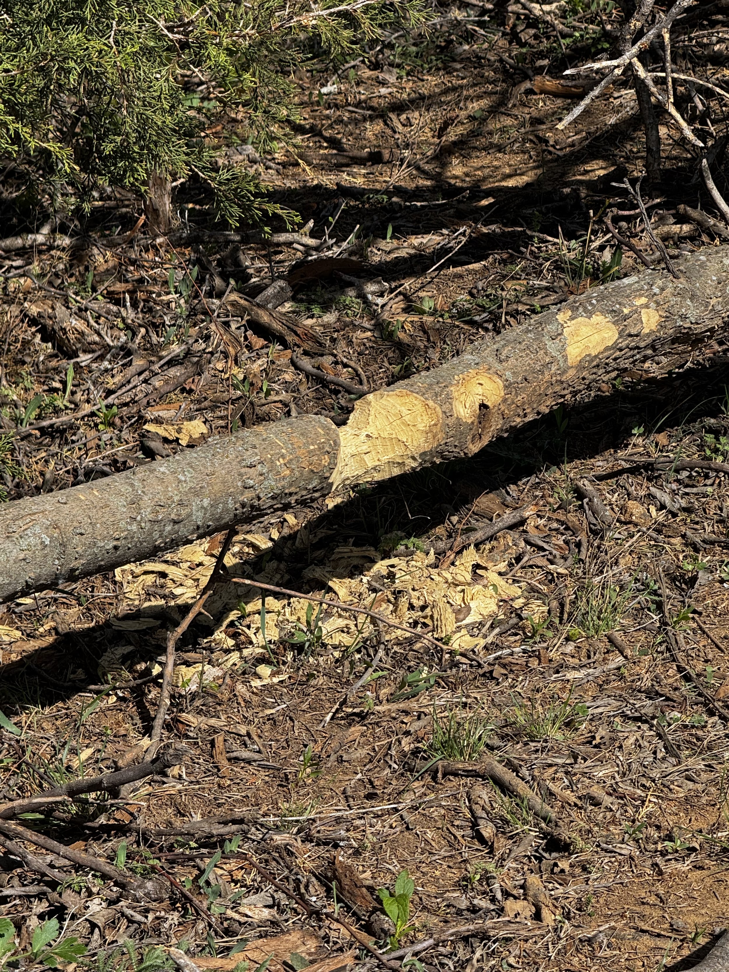 Beavers at Work-
Evidence of busy paws and powerful teeth—this log bears the signature markings of a beavers shaping the landscape. The wood chips scattered across the ranch floor are a natural reminder that we are sharing this land with wild, skille