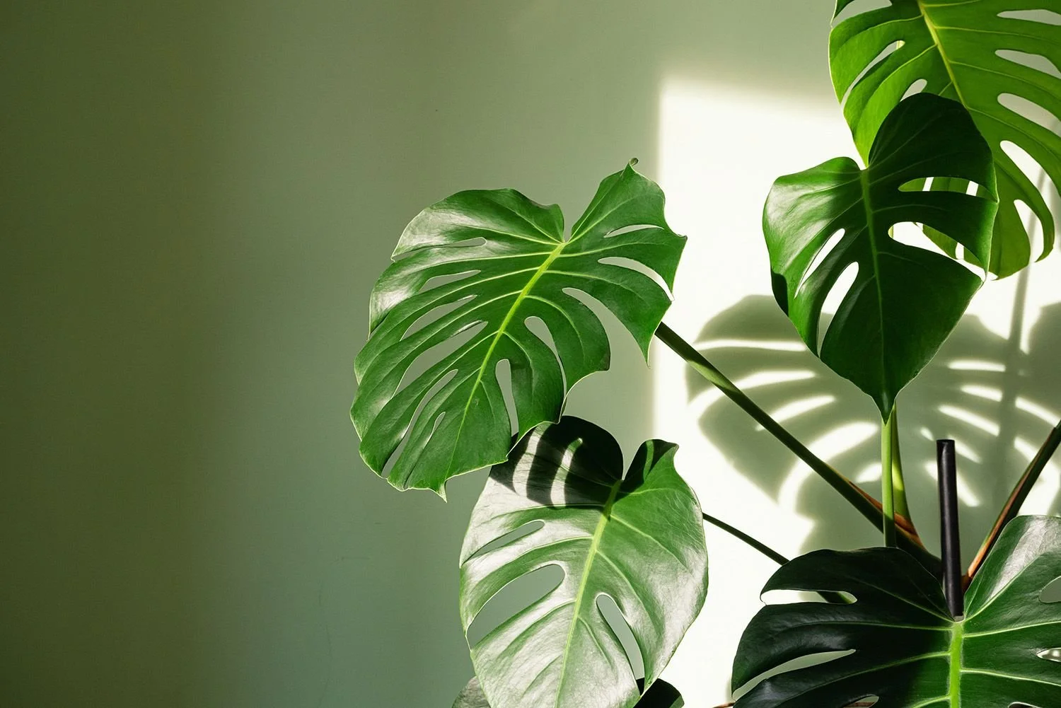 Myth Busting: Erections