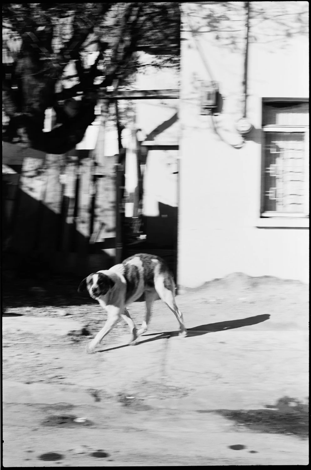 Dog, Matamoros, 1985