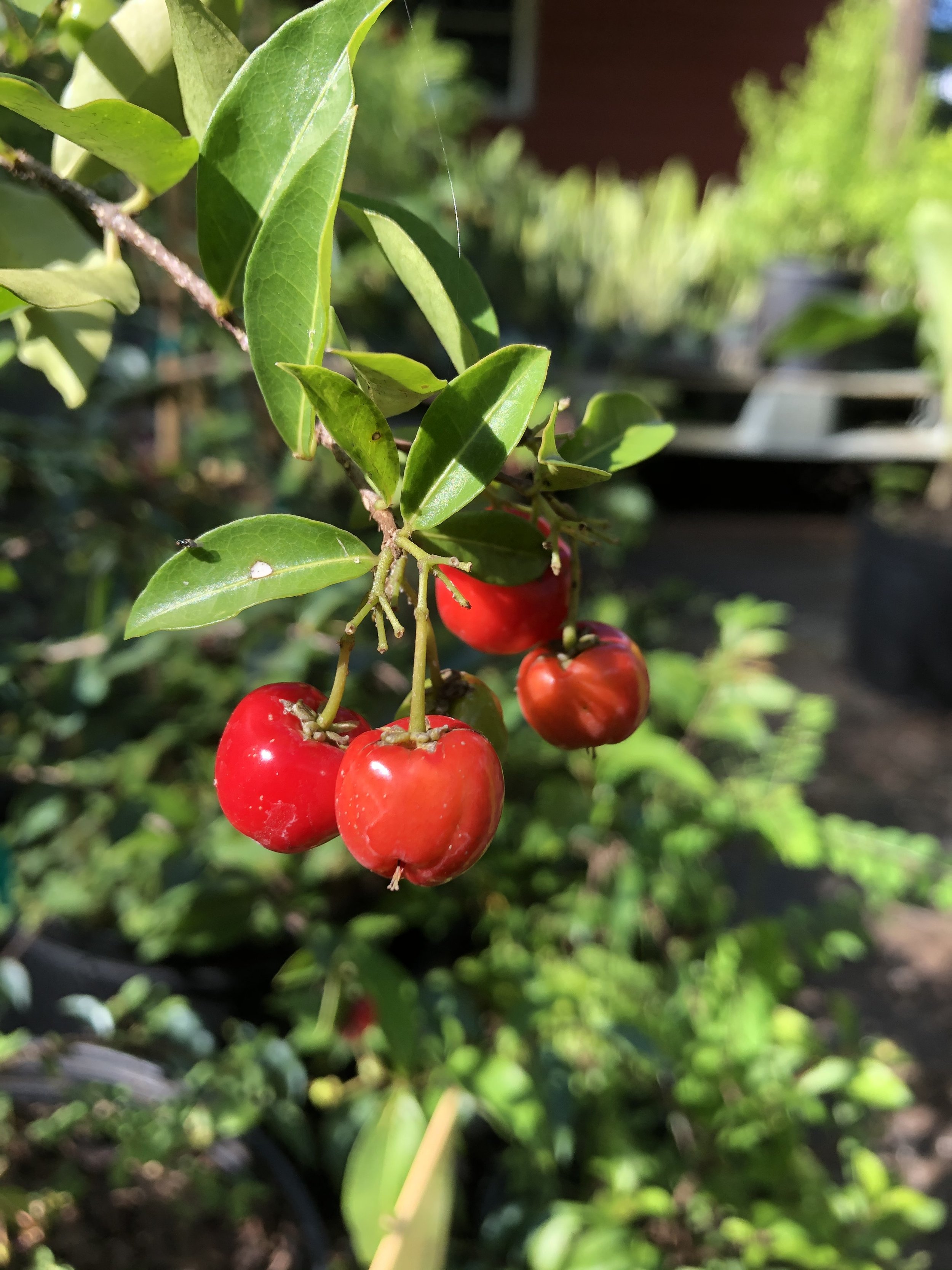 Barbados Cherry, Dwarf (Malpighia glabra) 3 Gallon — The Permaculture
