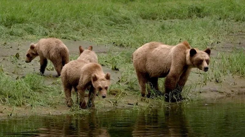 Animal Nation (doc series)