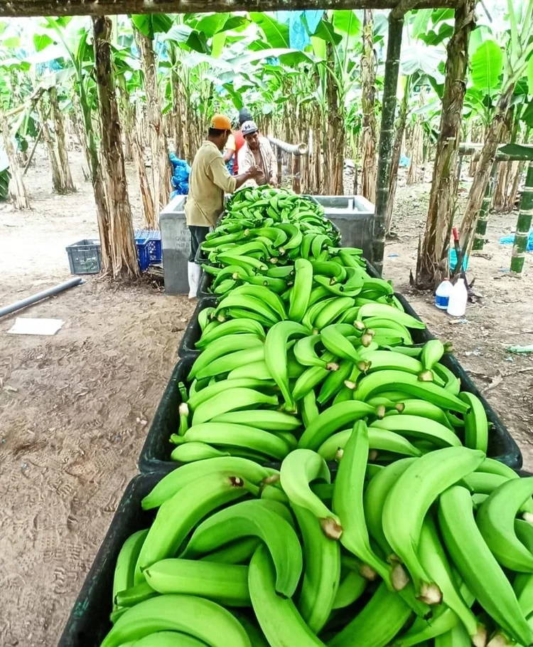 Selección de plátano verde en Ecuador