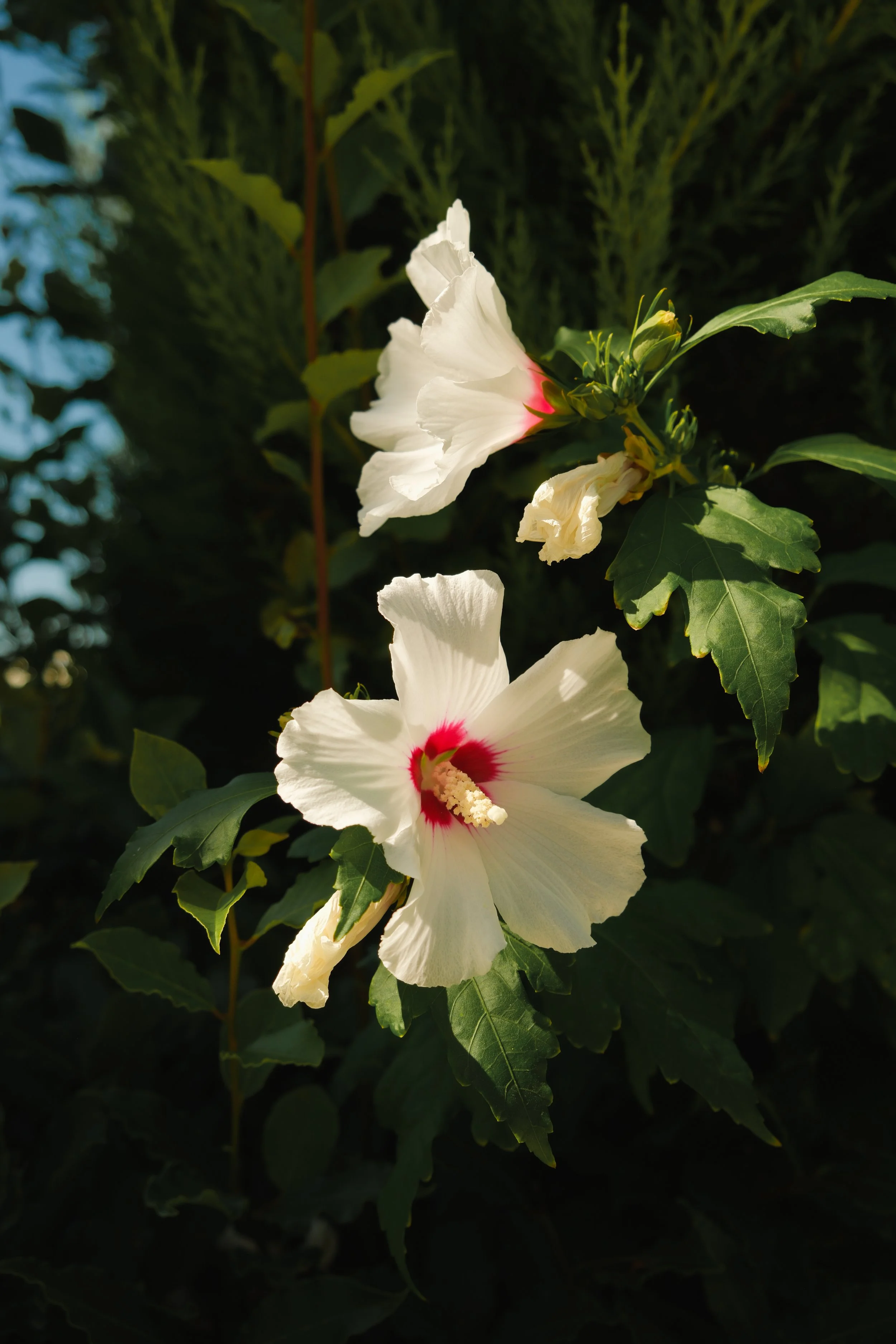 DSCF9157.jpg