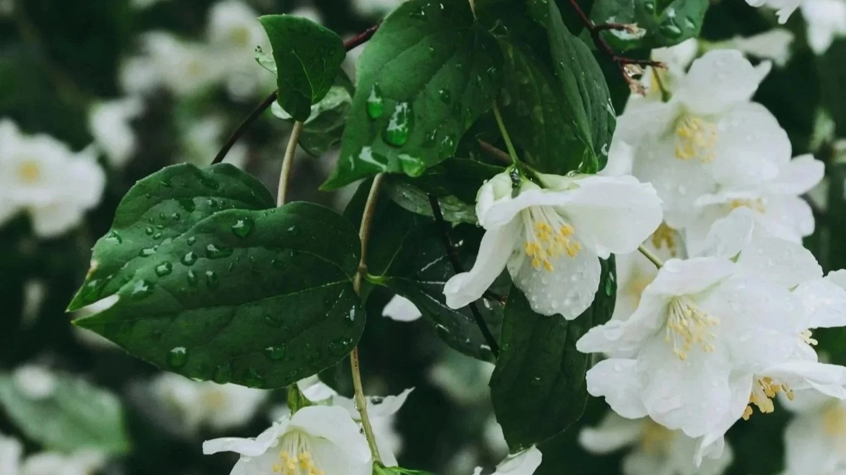 Jasmine Essential Oil Benefits: Calm Your Mind, Glow Your Skin