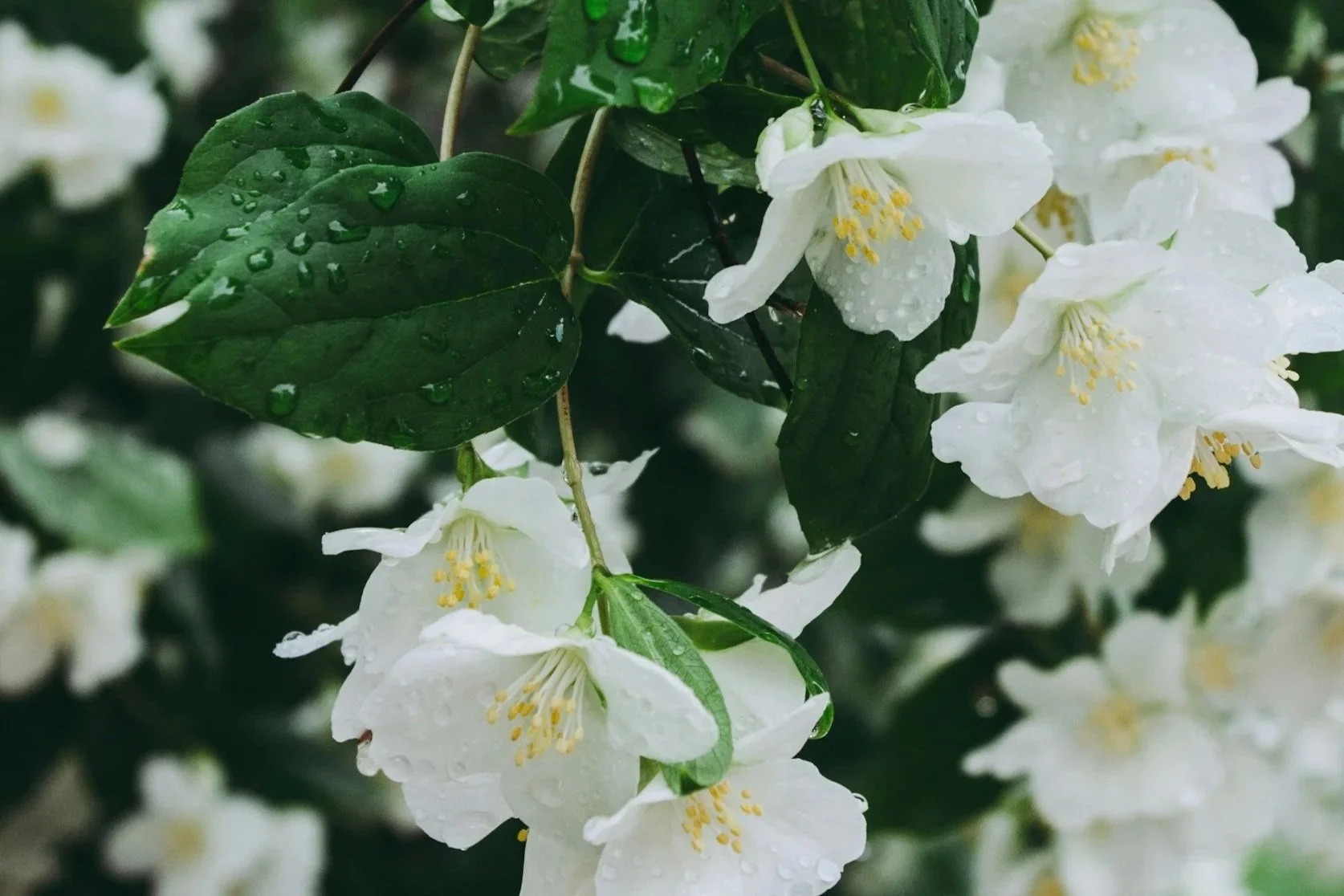 Jasmine Essential Oil Benefits: Calm Your Mind, Glow Your Skin