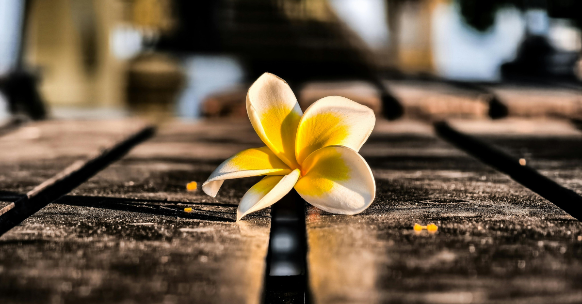 Frangipani Flower