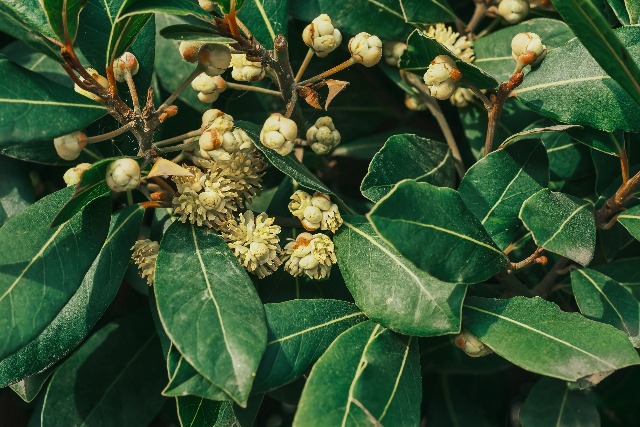 Closeup Laurel Blossom Laurel Trees Bloom Spring Idea Background