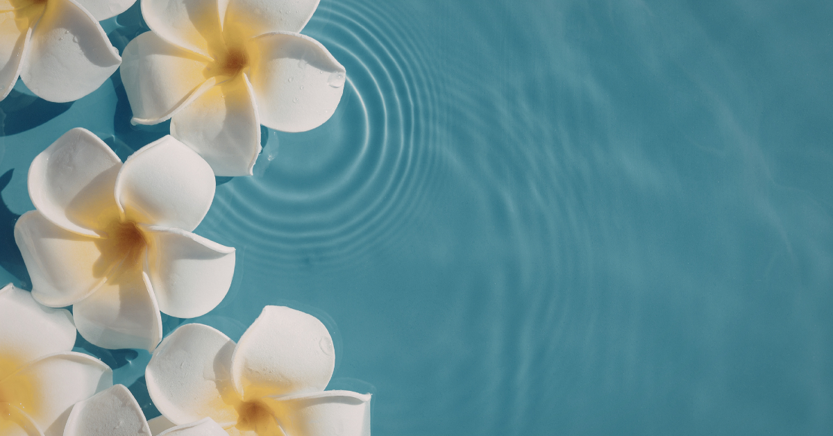 Frangipani Flowers