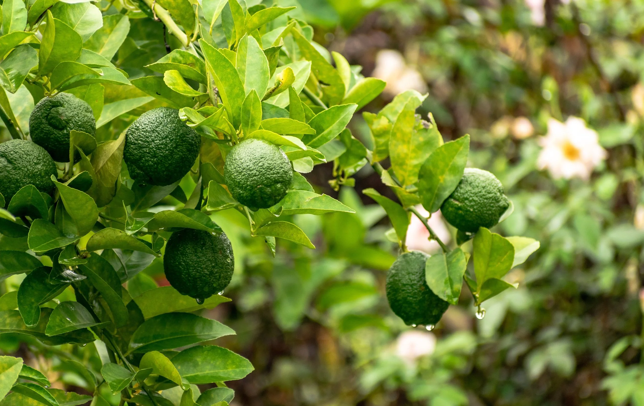 bergamot_tree_outdoor_farm